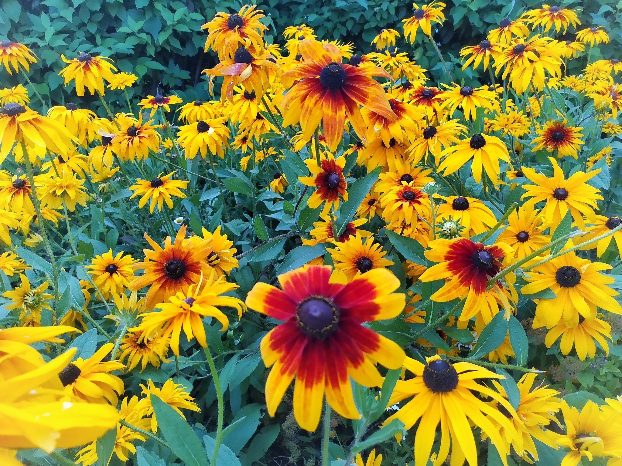 Rudbeckia. - My, Mobile photography, Flowers, Xiaomi Redmi Note 7