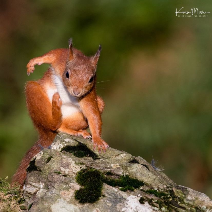 Itches... - Squirrel, Nature