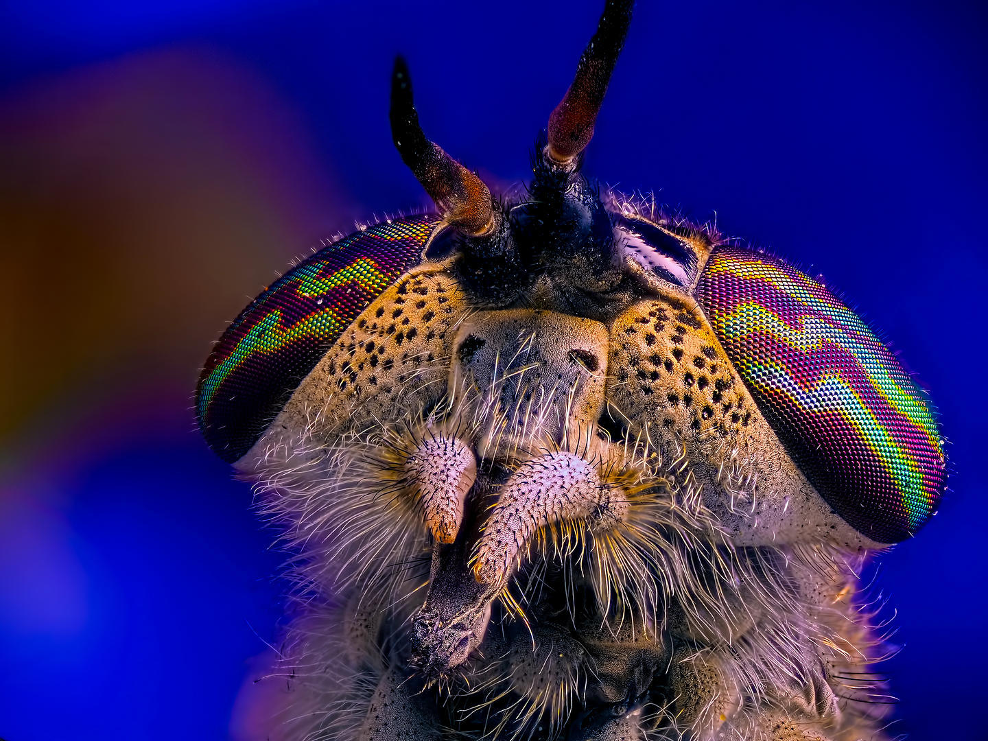 My personal enemy - My, Macro, Microfilming, Staking, Insects, Eyes, , , Microscope, Macro photography