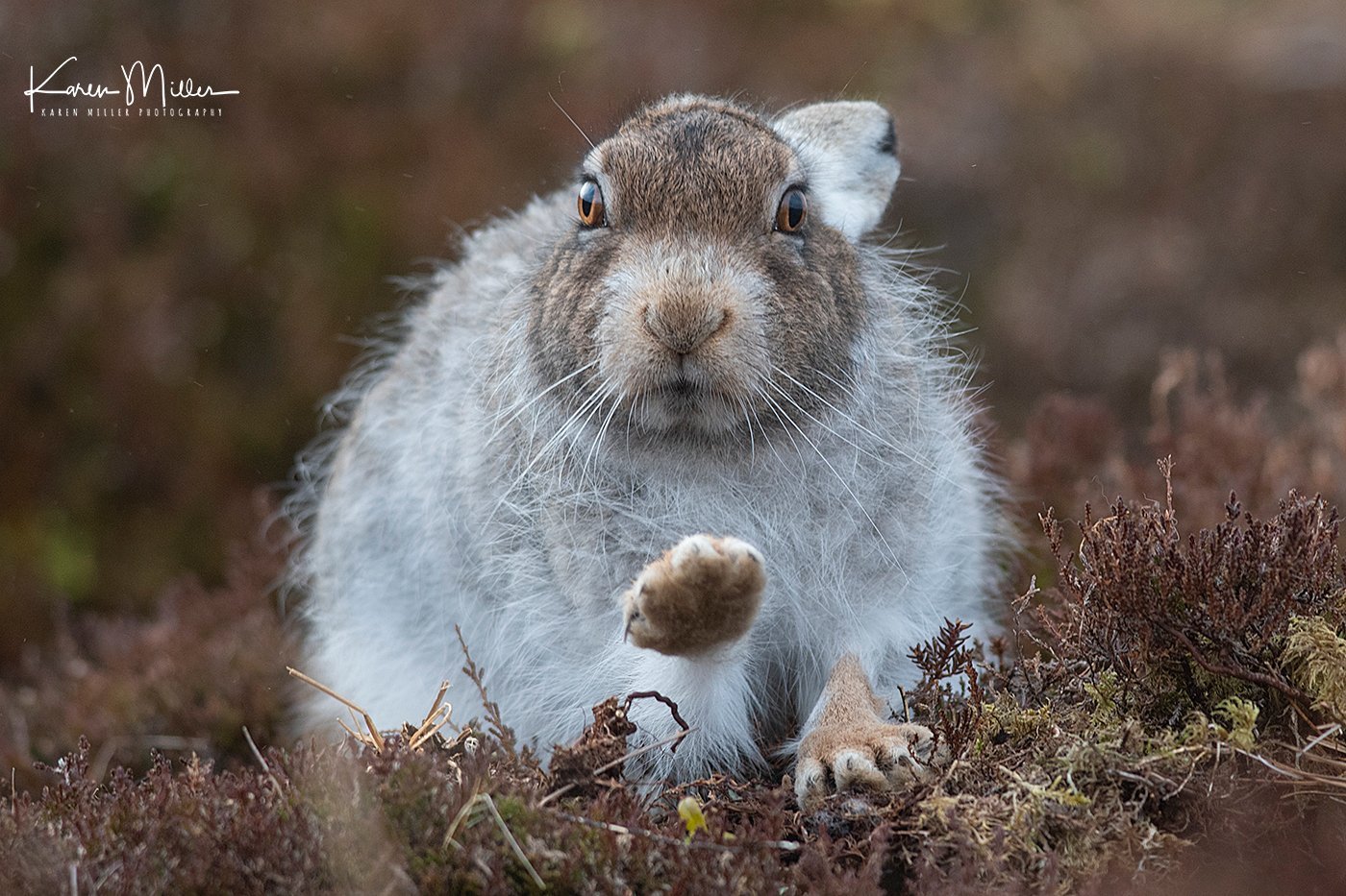 A little mountain... - Hare, The mountains, Longpost