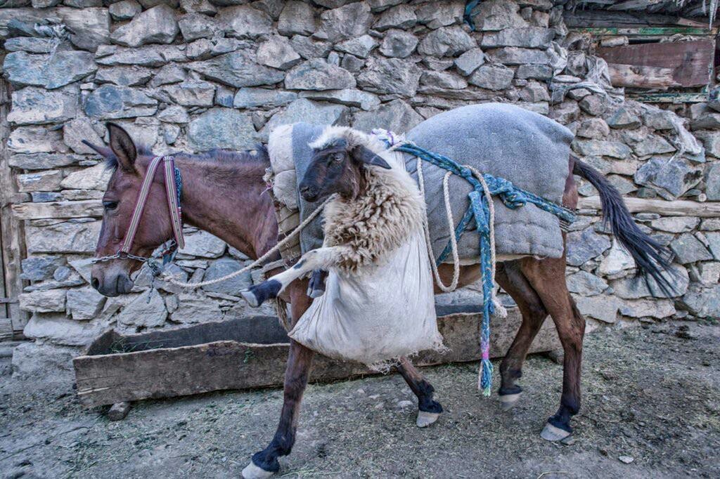 A sheep in a sack looks like a sheep walking on two legs - Sheeps, Run, Bags, Horses, It seemed