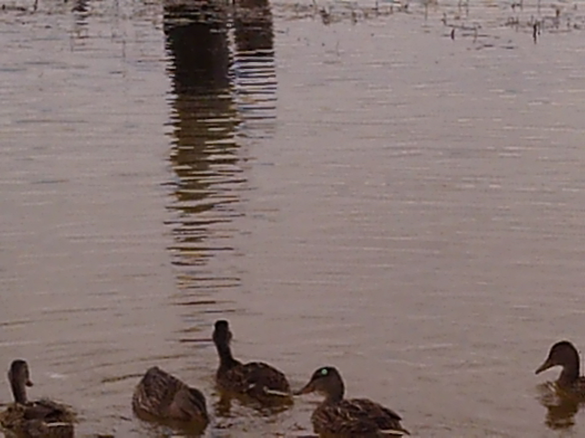 Duck with a needle in its head - My, Help, Needle, Longpost, Duck, Dart, Wound, Need advice