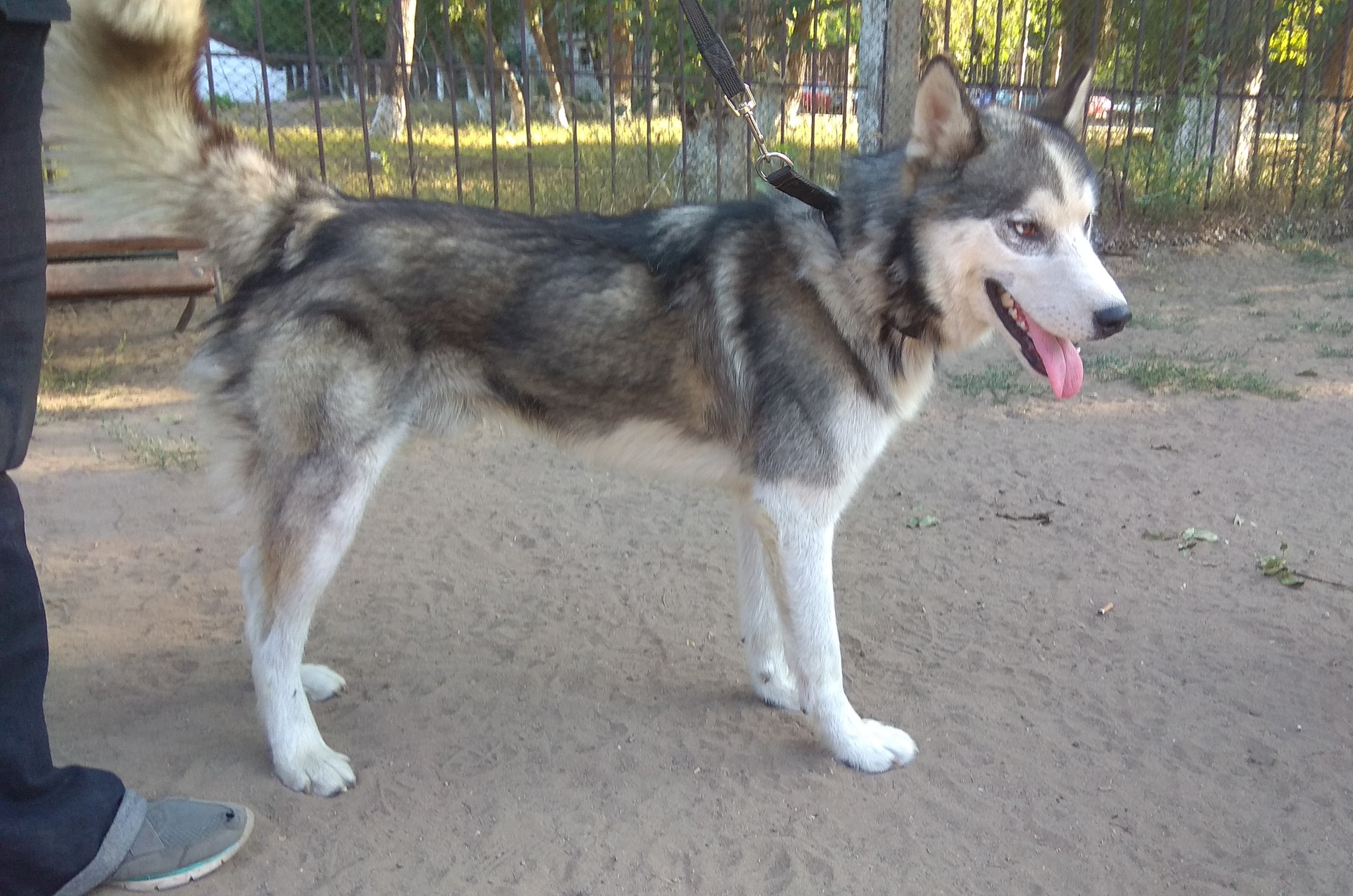 Husky found (Pavlodar, Kazakhstan) [Owner found] - My, Husky, Pavlodar, Lost, In good hands, Dog, No rating