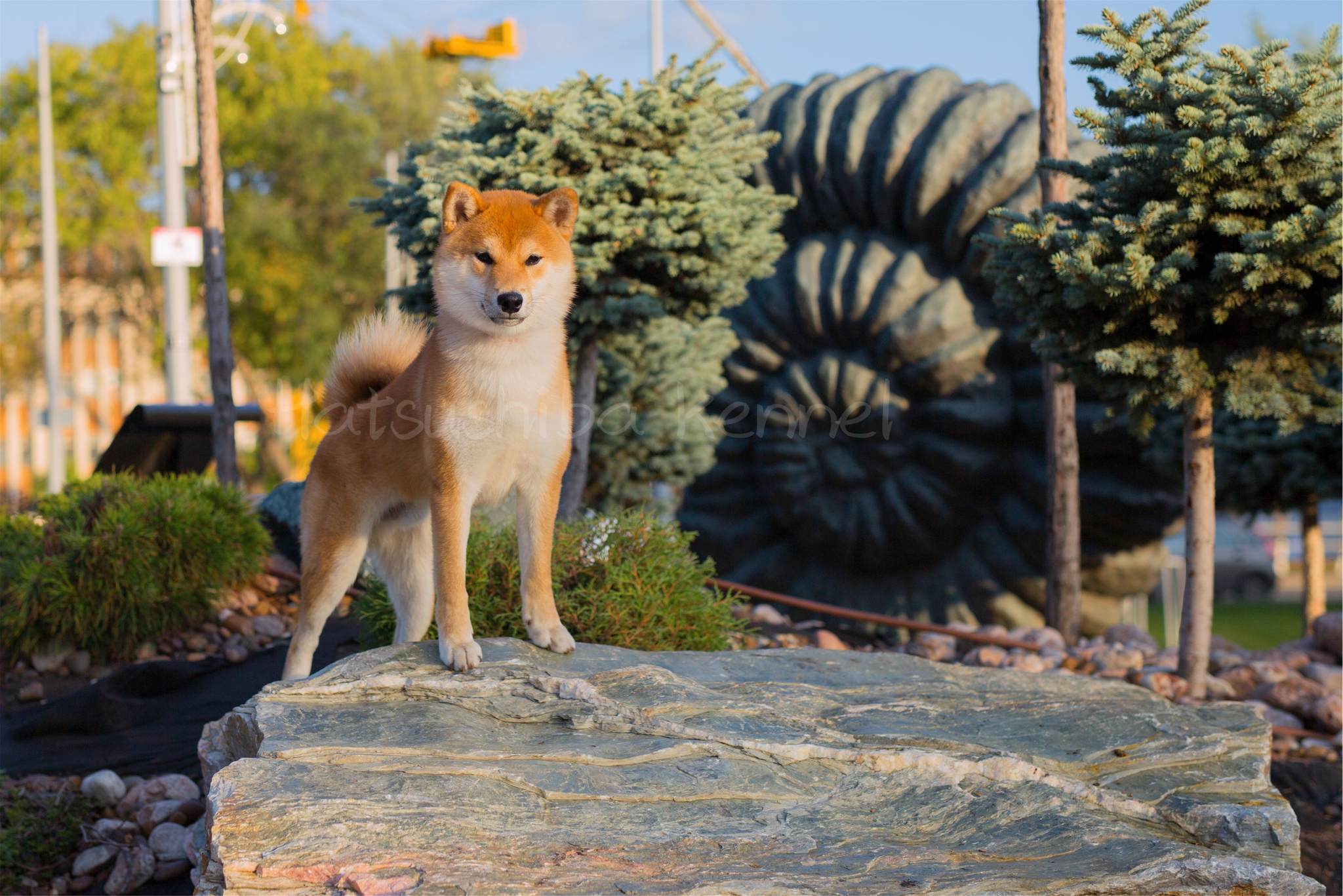 My dog ??toad - My, Shiba Inu, Sibay, Dog, Nursery, , Puppies