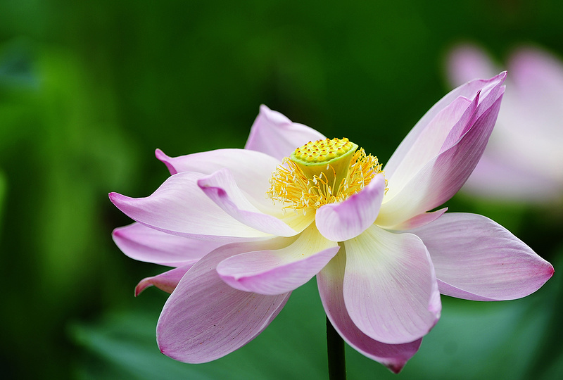 In Primorye, the lotus season has begun. Look how beautiful it is! - My, Lotus, Primorsky Krai, Nature, Flowers, Дальний Восток, Plants, Lake, Longpost