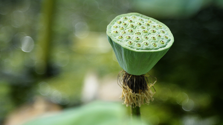 In Primorye, the lotus season has begun. Look how beautiful it is! - My, Lotus, Primorsky Krai, Nature, Flowers, Дальний Восток, Plants, Lake, Longpost