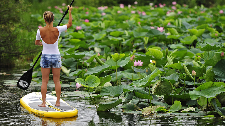 In Primorye, the lotus season has begun. Look how beautiful it is! - My, Lotus, Primorsky Krai, Nature, Flowers, Дальний Восток, Plants, Lake, Longpost