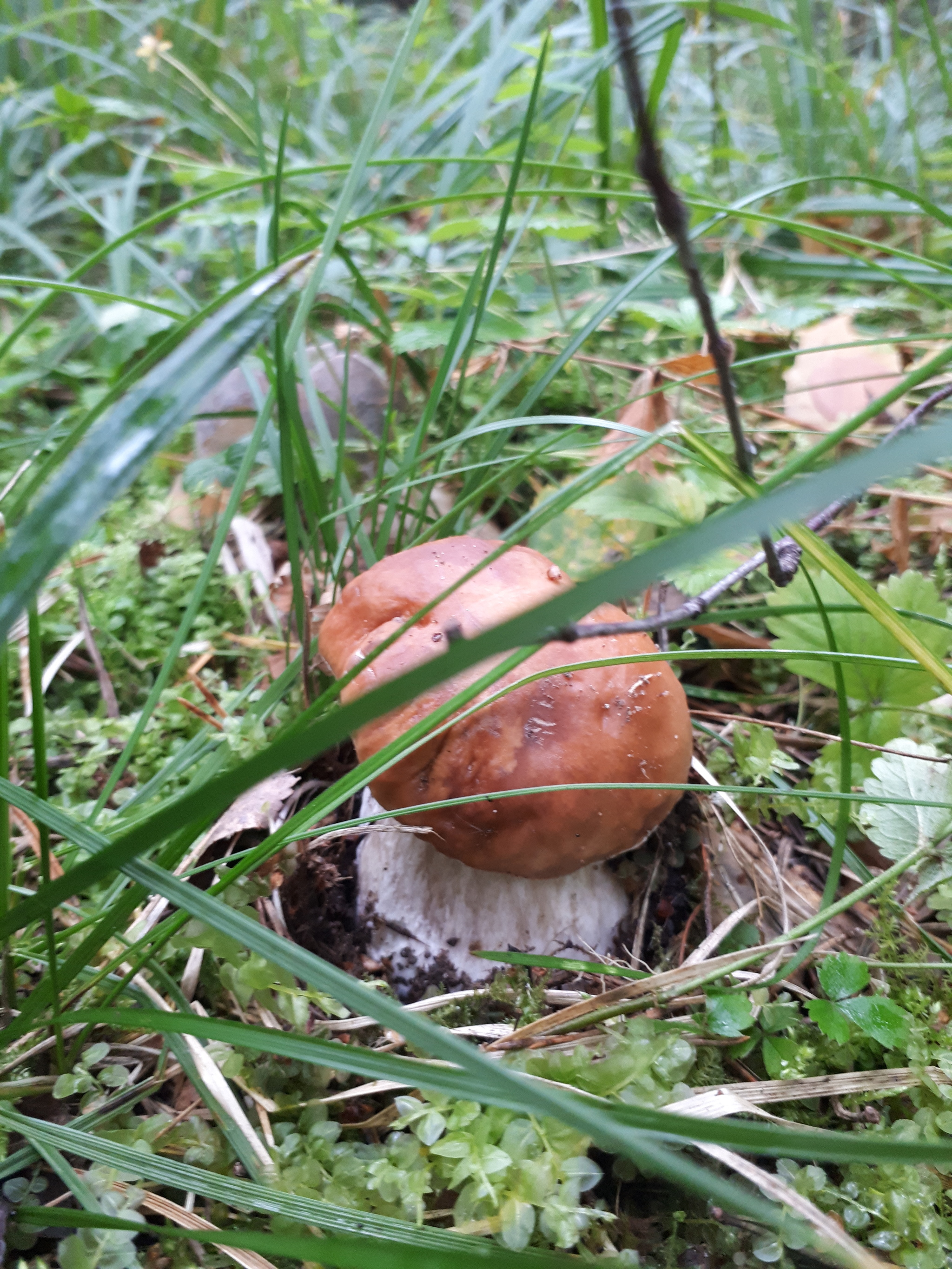 Forest thirst - My, Silent hunt, Forest, Mushrooms, Balashikha, Mushroom pickers, Longpost