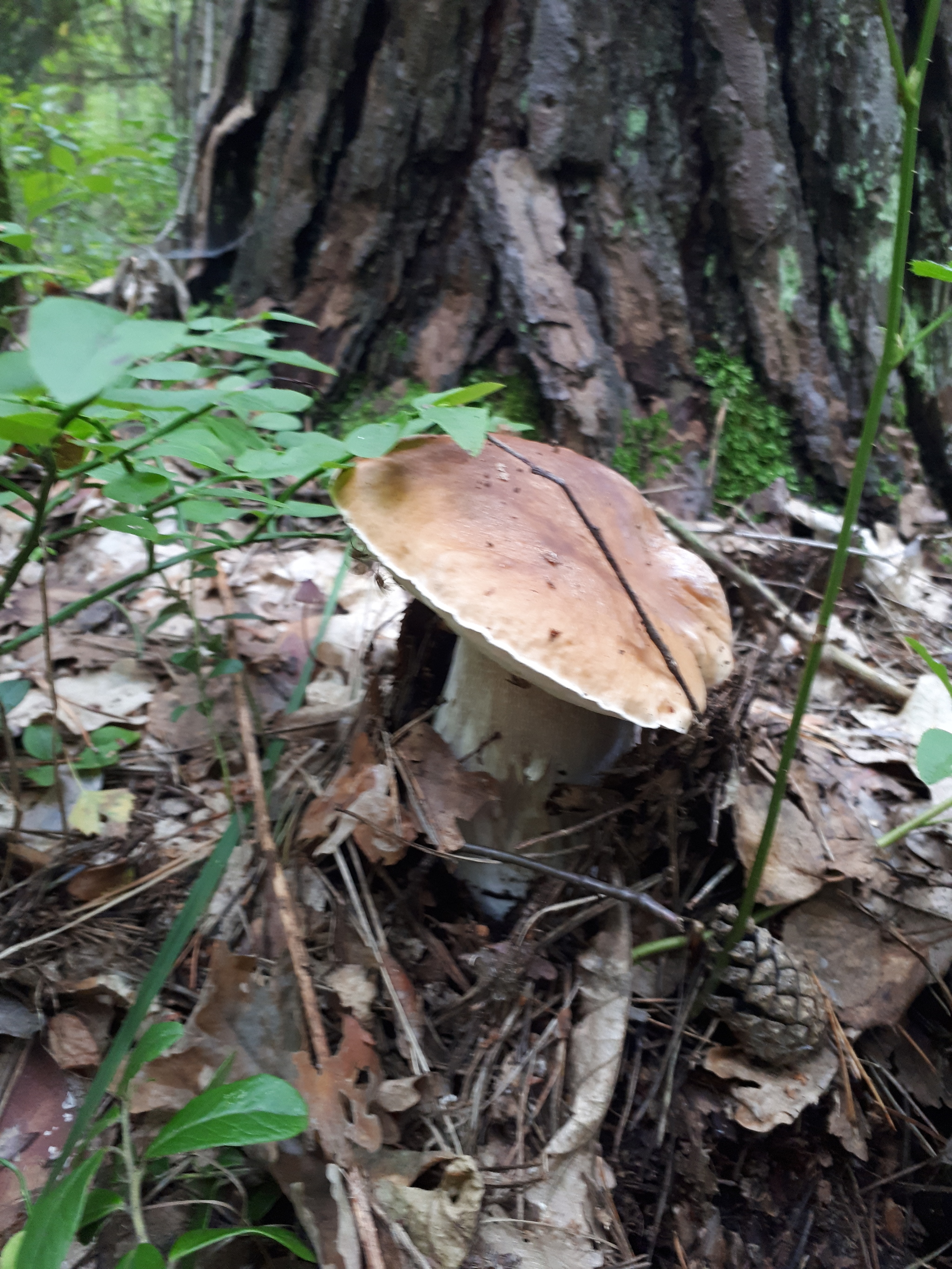 Forest thirst - My, Silent hunt, Forest, Mushrooms, Balashikha, Mushroom pickers, Longpost