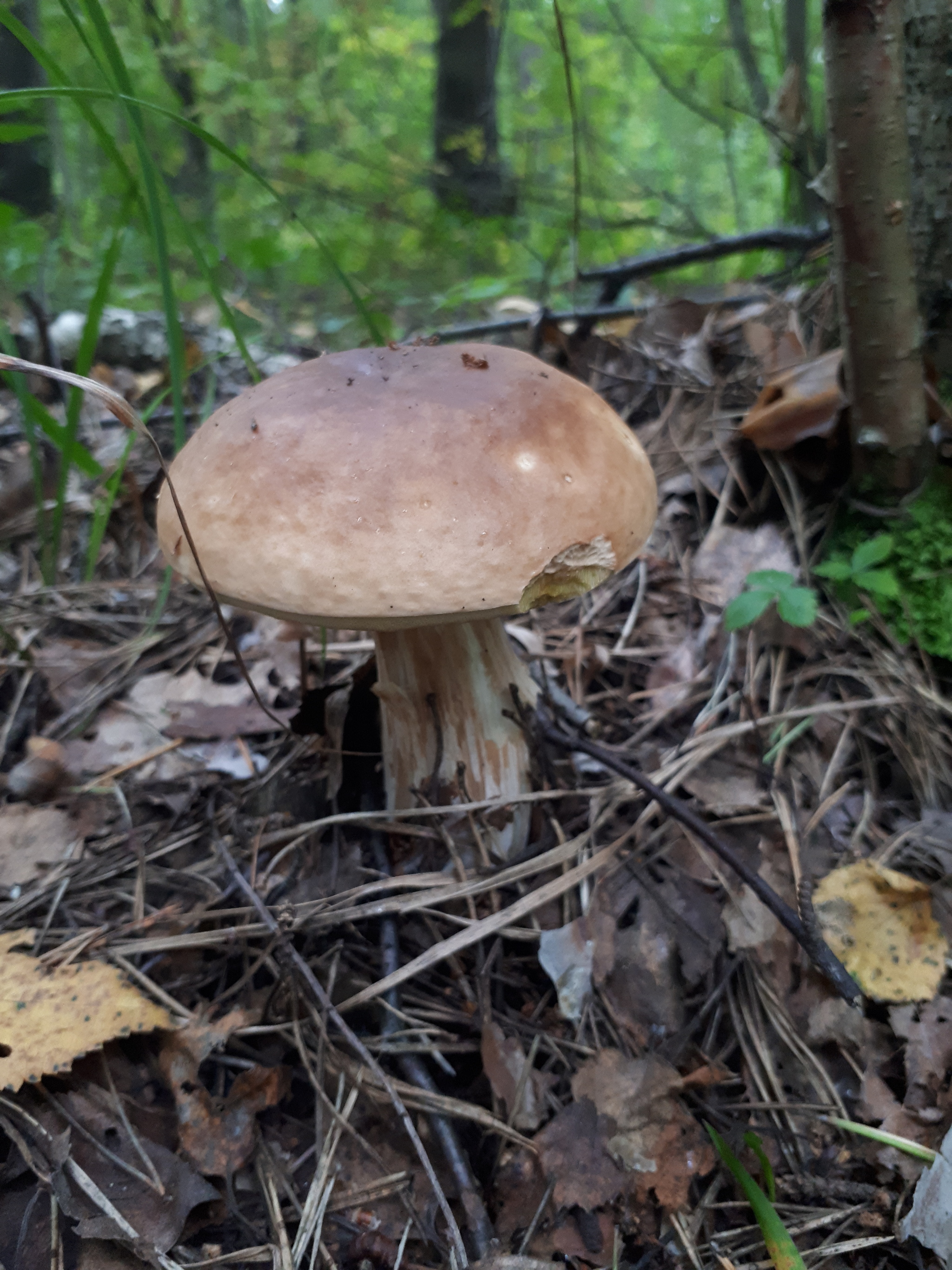 Forest thirst - My, Silent hunt, Forest, Mushrooms, Balashikha, Mushroom pickers, Longpost