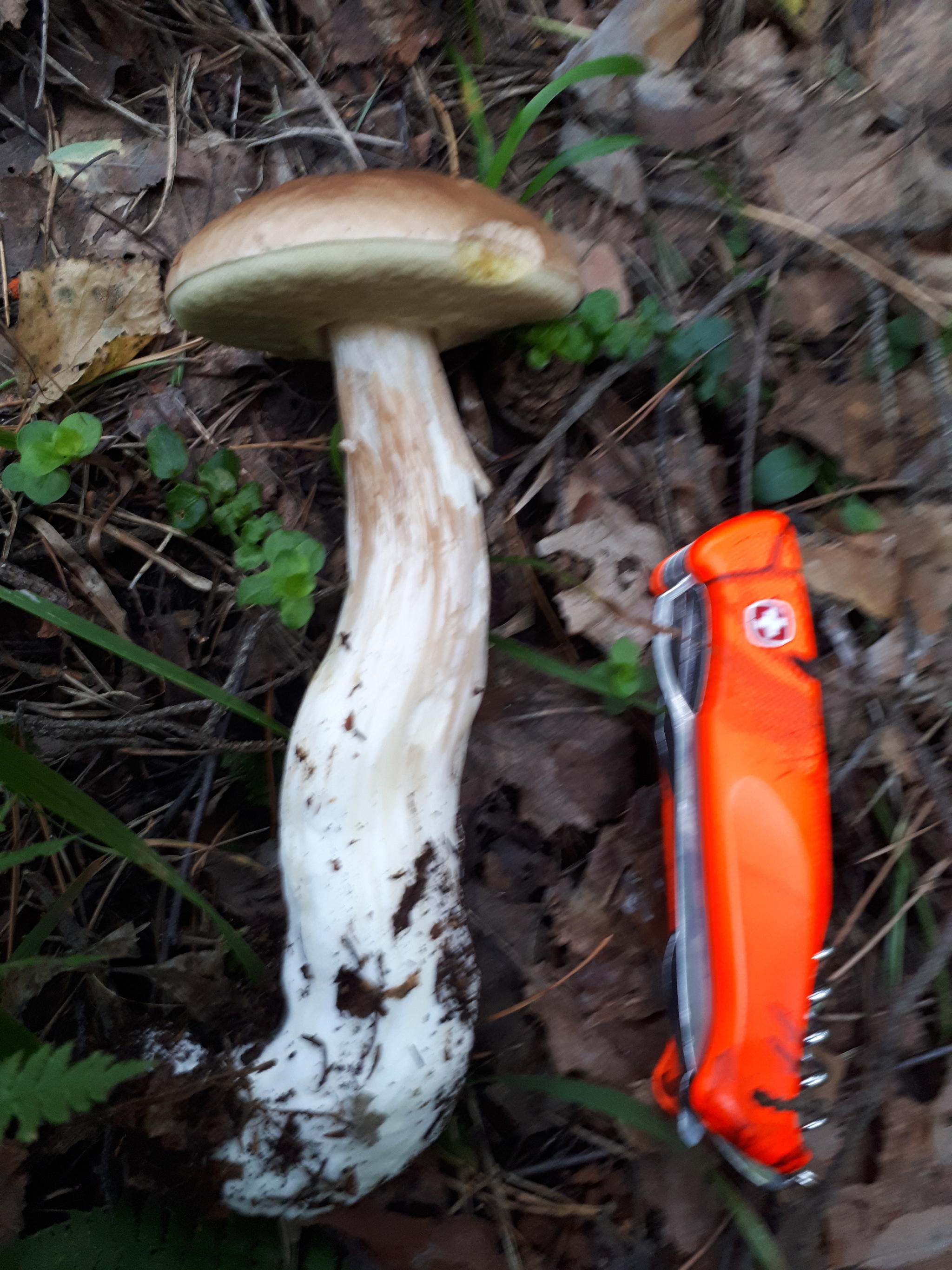 Forest thirst - My, Silent hunt, Forest, Mushrooms, Balashikha, Mushroom pickers, Longpost