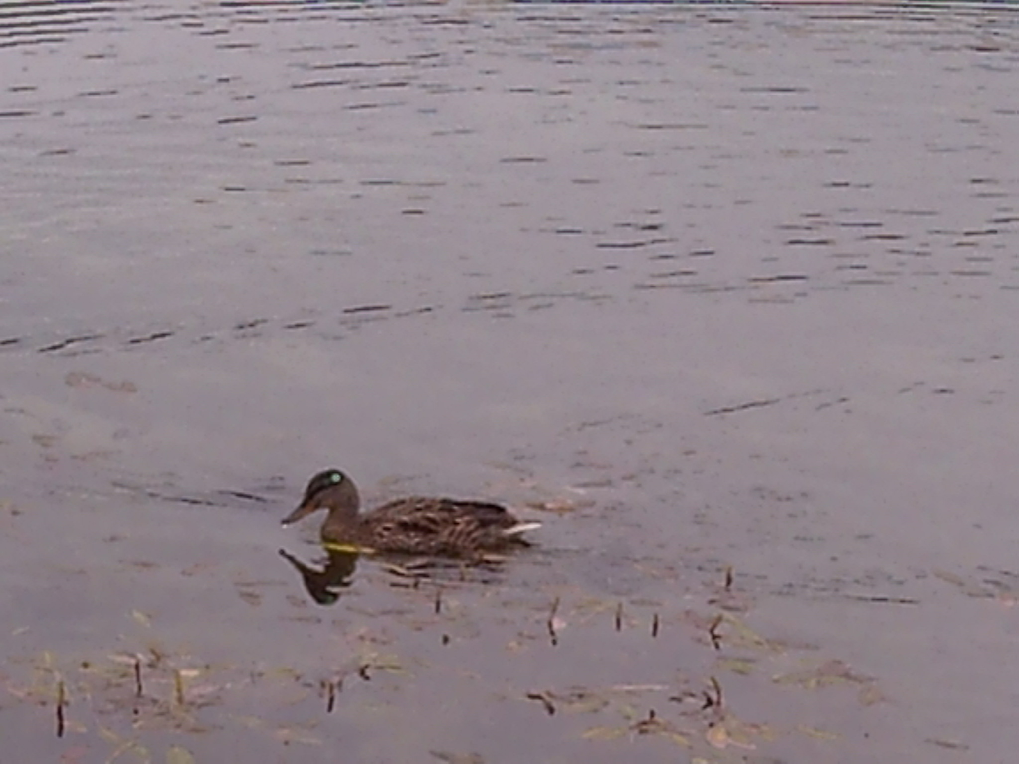 Duck with a needle in its head - My, Help, Needle, Longpost, Duck, Dart, Wound, Need advice