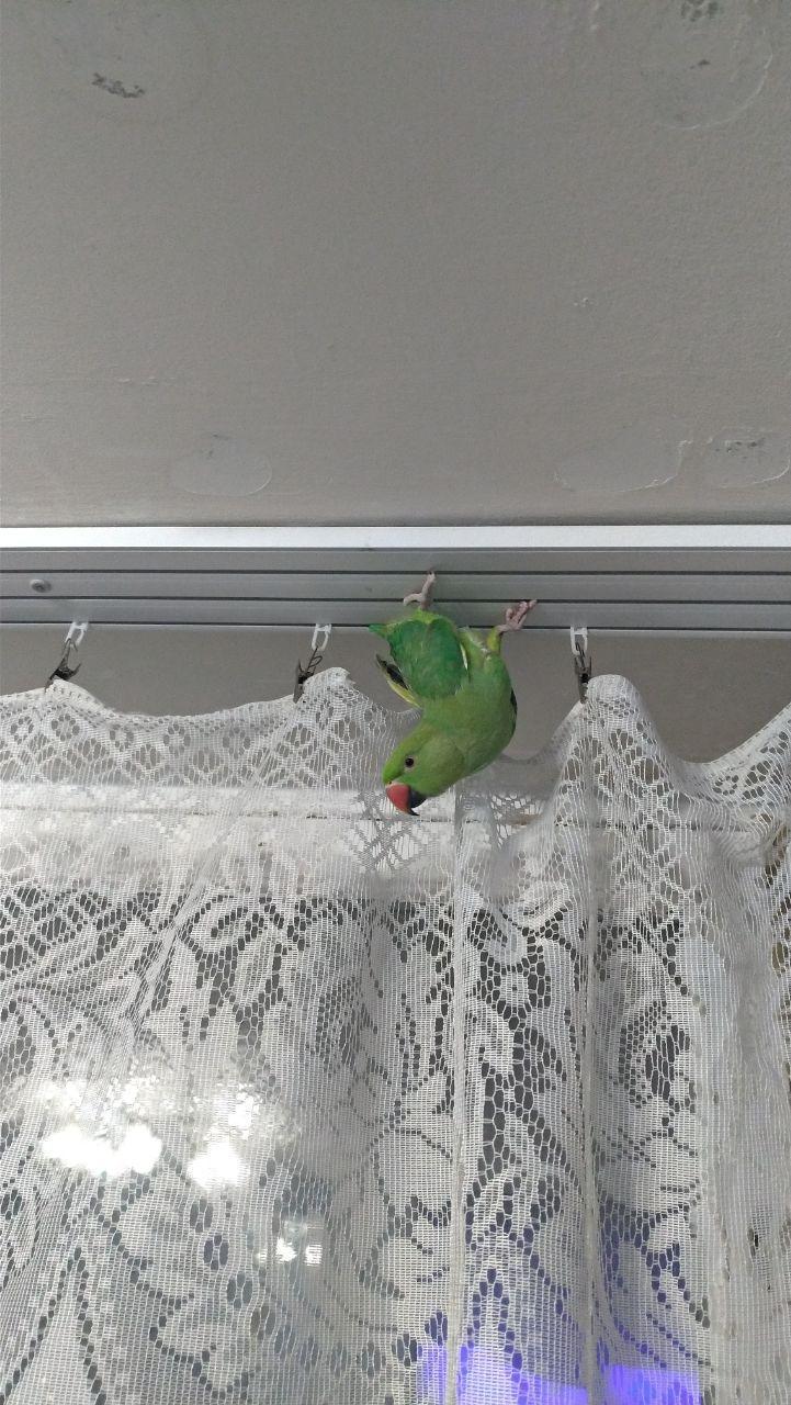 The main thing is to be comfortable - My, A parrot, Pets, Milota, Birds