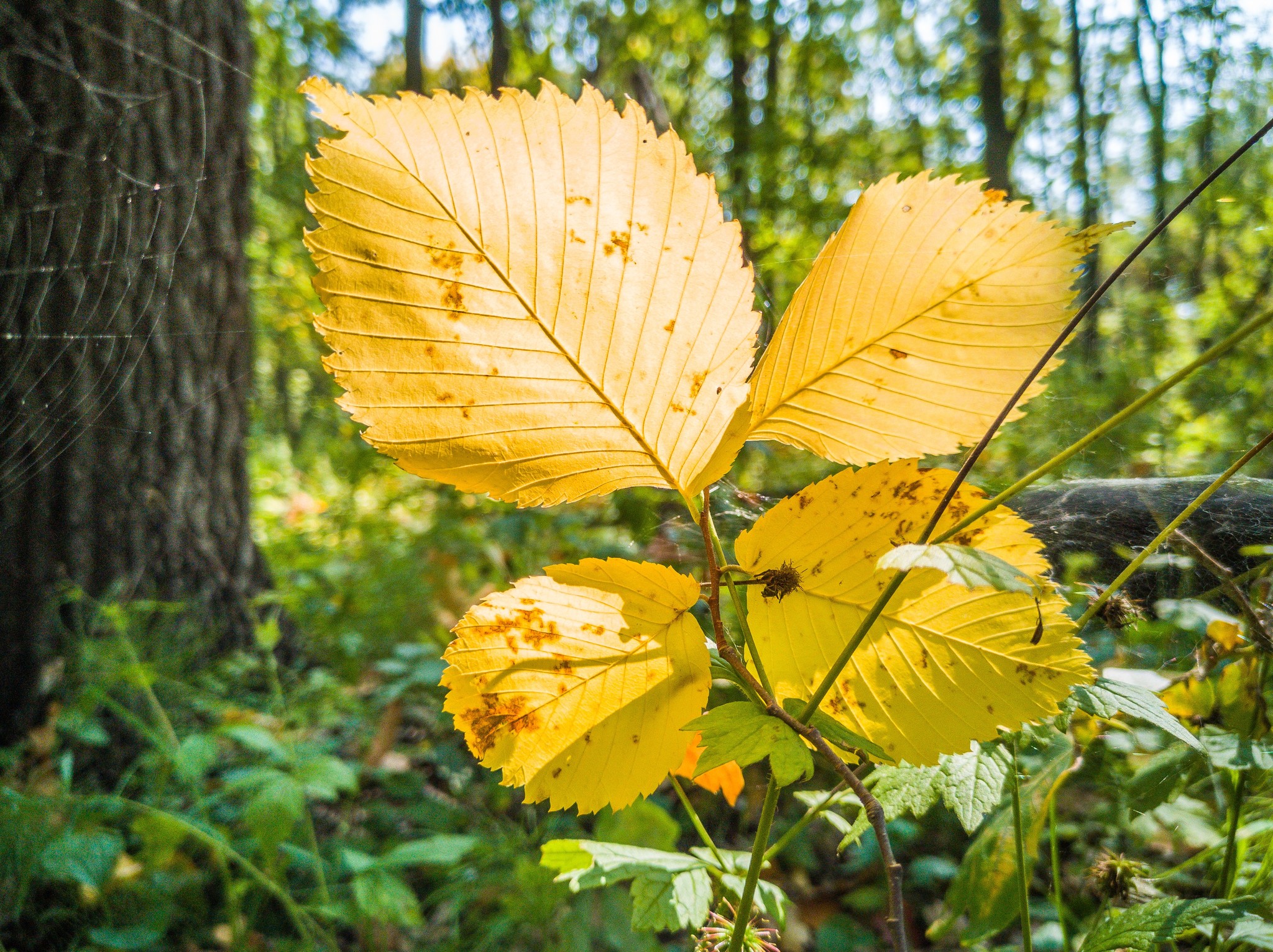 Autumn mood - My, Autumn, Mobile photography, Huawei mate 20