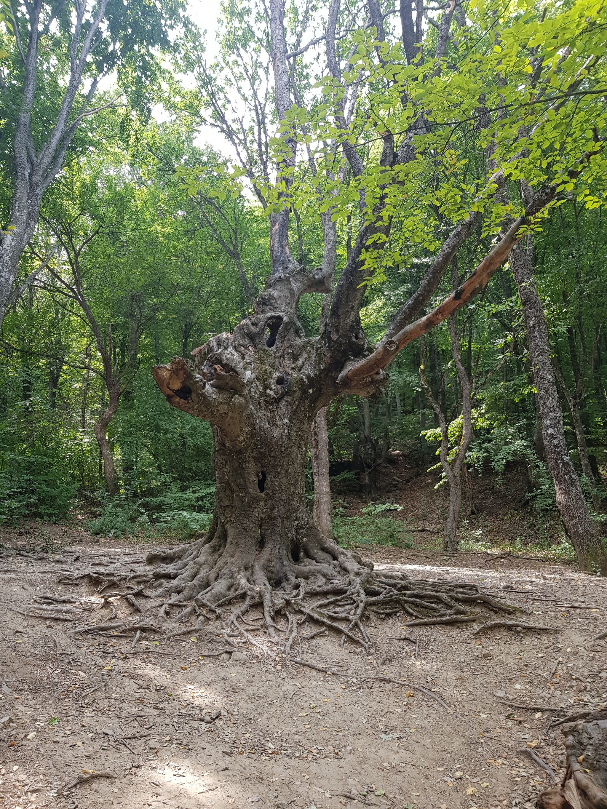 No filters - Crimea, Nature, Forest, Waterfall, Photo on sneaker, Longpost, The photo