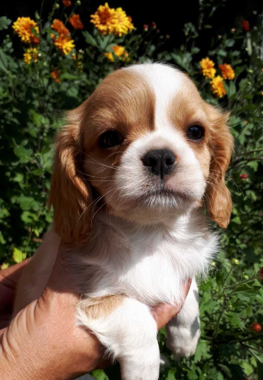 Puppies - My, Cavalier king charles spaniel, Dog, Longpost, Puppies