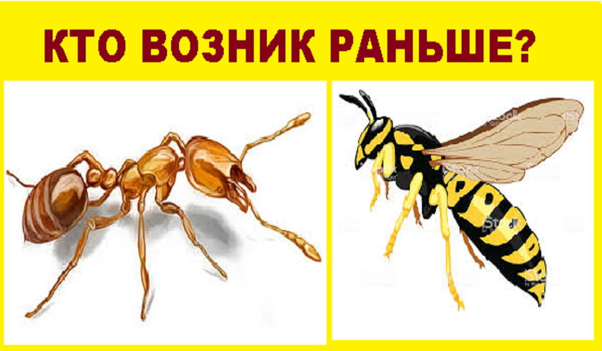 Знаешь ответ напиши в комментариях.. - Моё, Эволюция, Эволюция жизни, Насекомые, Муравьи, Оса