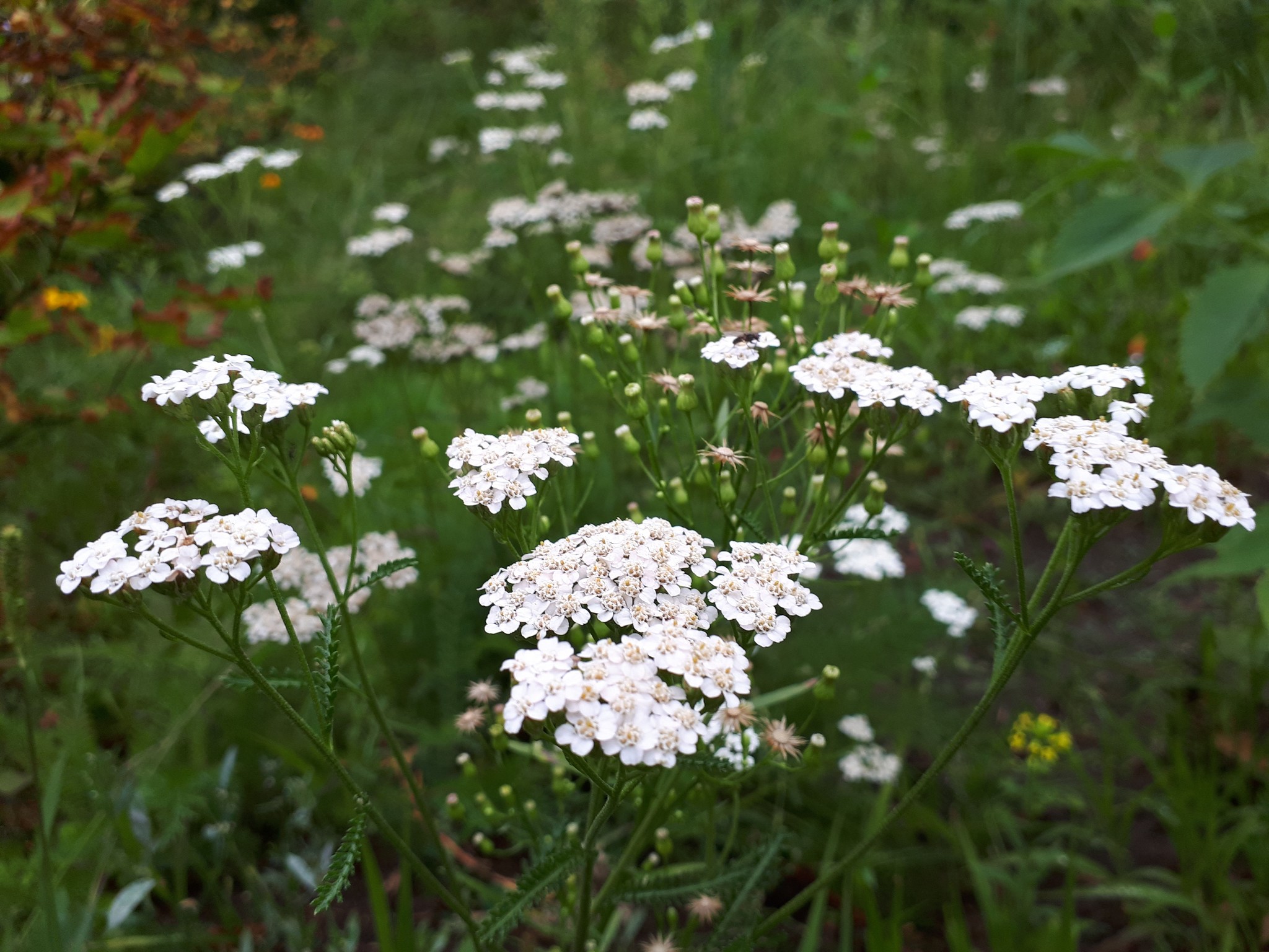 My beautiful morning - My, The photo, Flowers, Summer, Nature, beauty, Longpost