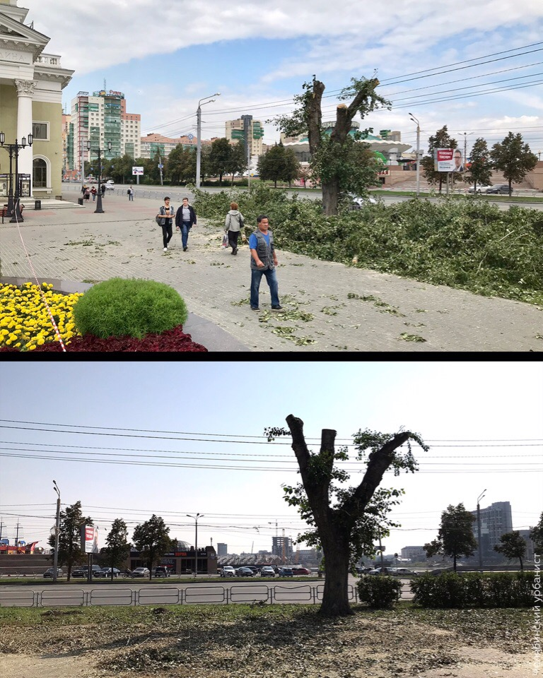 Strong business executives destroyed trees on the embankment of Chelyabinsk - My, Chelyabinsk, Chelyabinsk urbanist, Tree, Landscaping, Pruning, Officials, Longpost