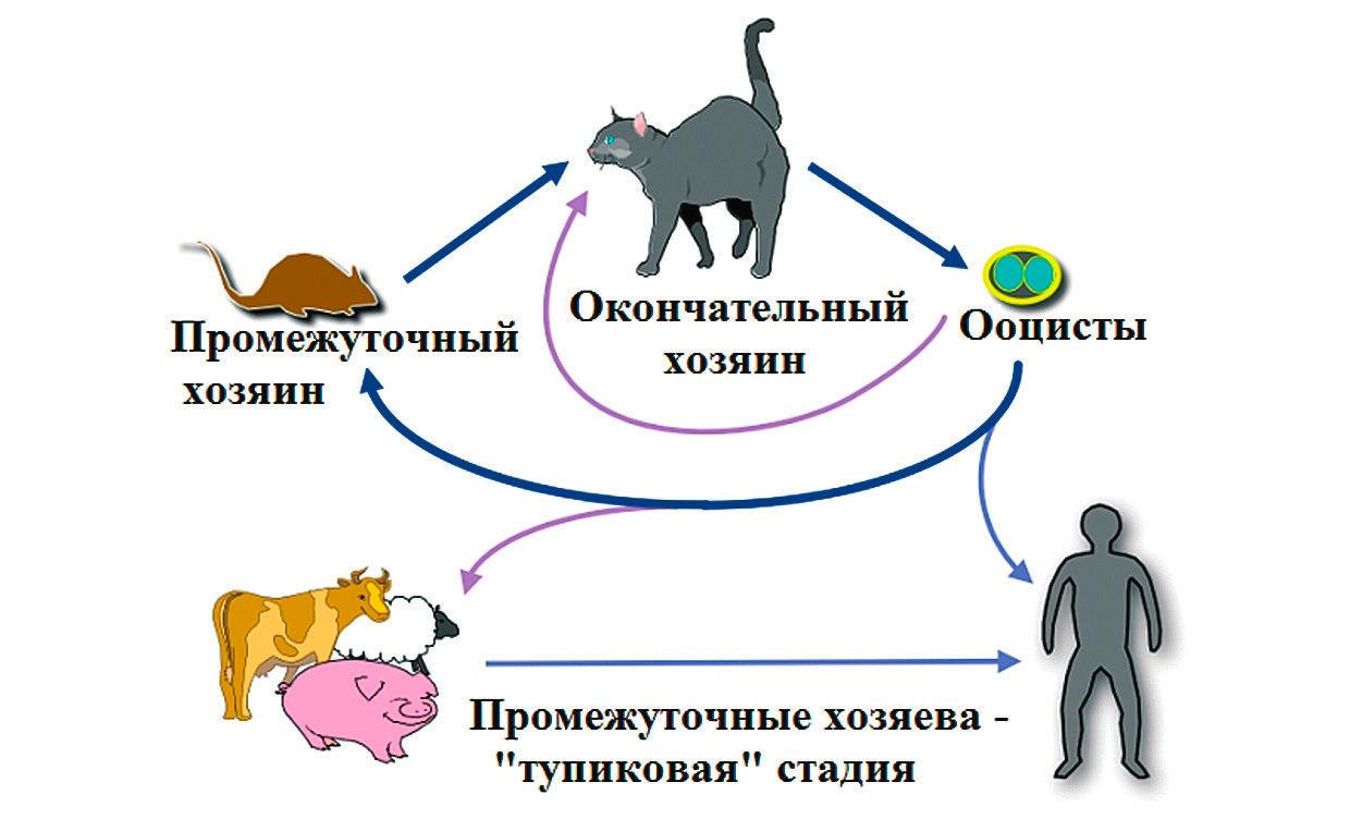 Токсоплазмоз: Наша любовь к котикам только из-за мерзких паразитов внутри нас - Моё, Книга животных, Кот, Животные, Болезнь, Длиннопост, Юмор, Милота, Микробы, Домашние животные