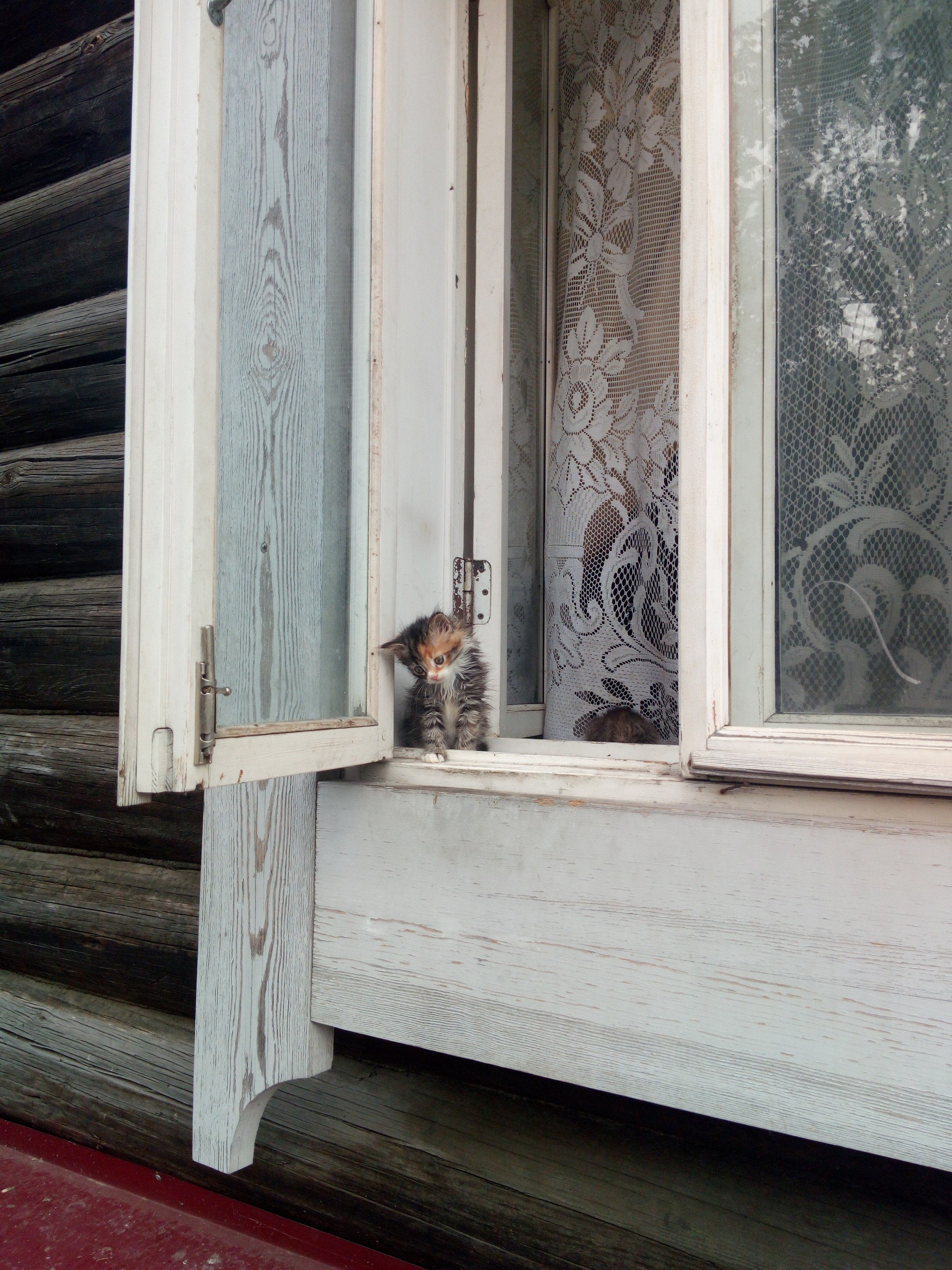 sad girl - My, Catomafia, Window, The photo, First post, cat