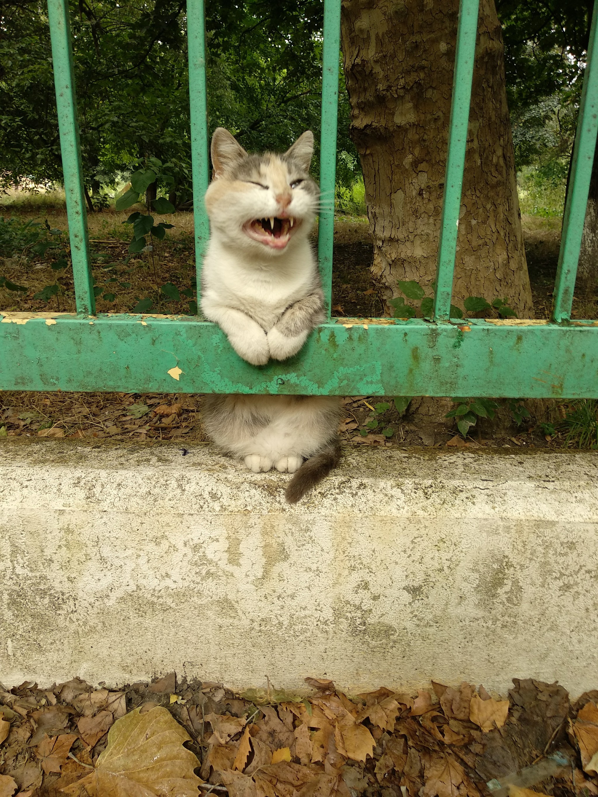 Cat - squirrel - My, cat, Krasnodar, Milota, Longpost