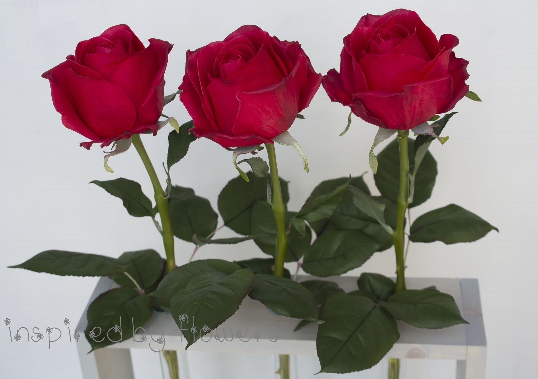 Handmade roses - Creation, With your own hands, DIY flowers, Flowers, Needlework without process, Hobby, Video, Longpost