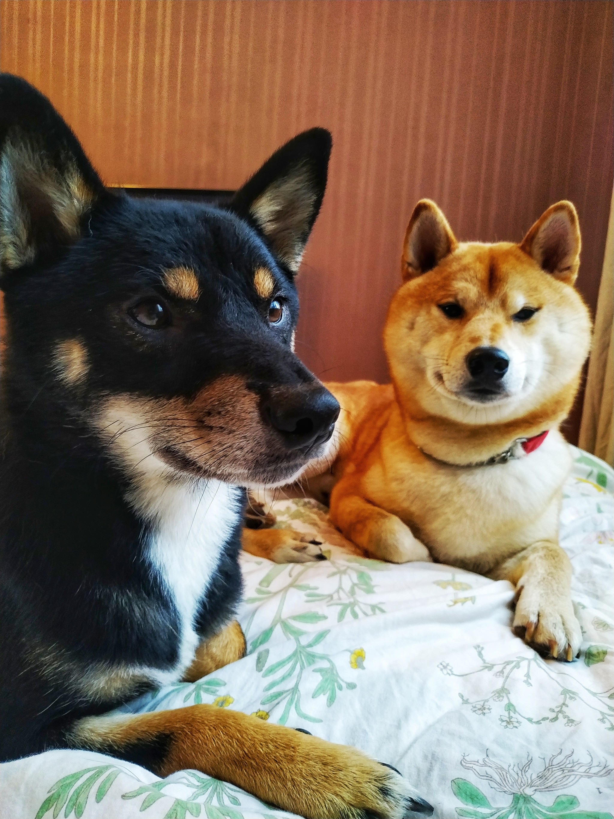 Just cute pussies in your feed - My, Shiba Inu, Dogs and people, Dog, Good boy, Pets, Pet, Longpost