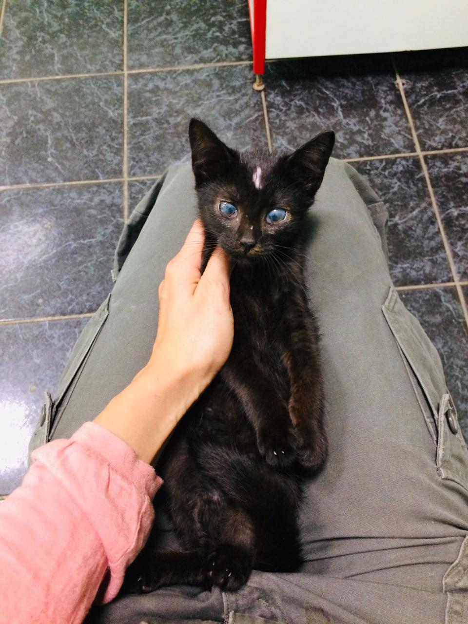 Continuation of the story to the little black kitten. - My, cat, In good hands, Help, No rating, Saint Petersburg, Longpost, Video, Helping animals