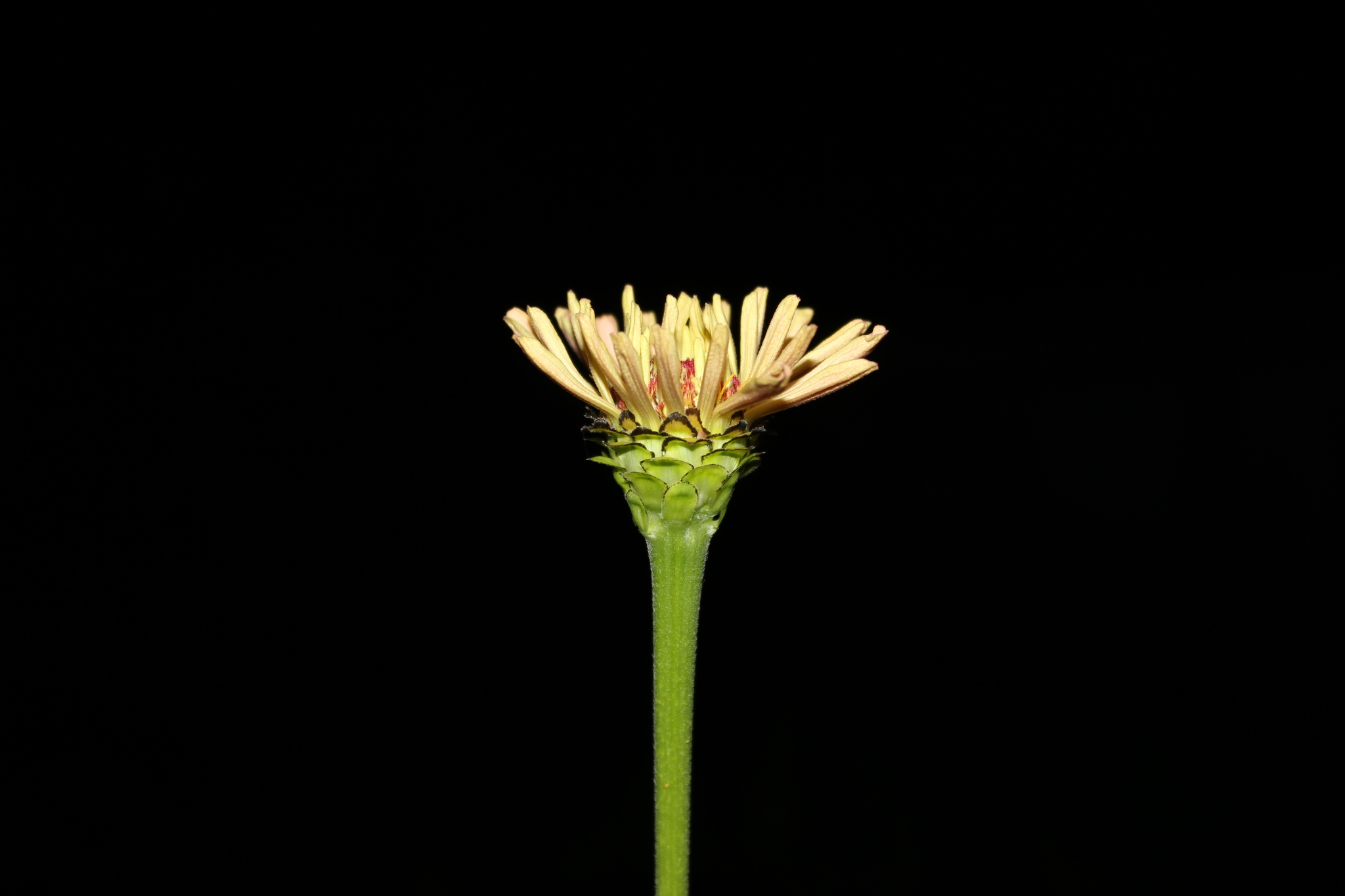 Checking the whale lens on flowers + night shooting. - My, The photo, Flowers, Canon EOS 550D, Kit 18-105, Longpost