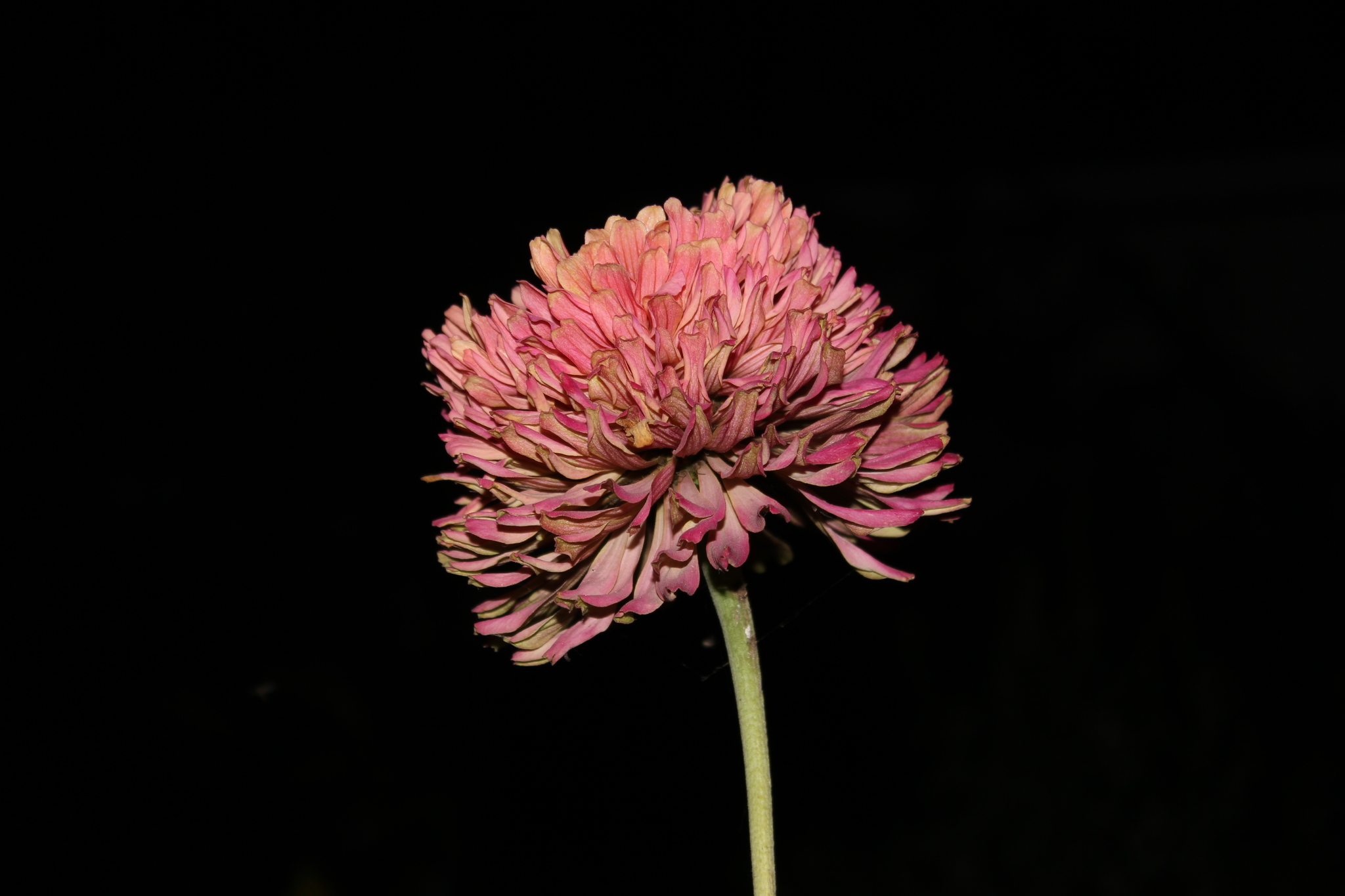 Checking the whale lens on flowers + night shooting. - My, The photo, Flowers, Canon EOS 550D, Kit 18-105, Longpost