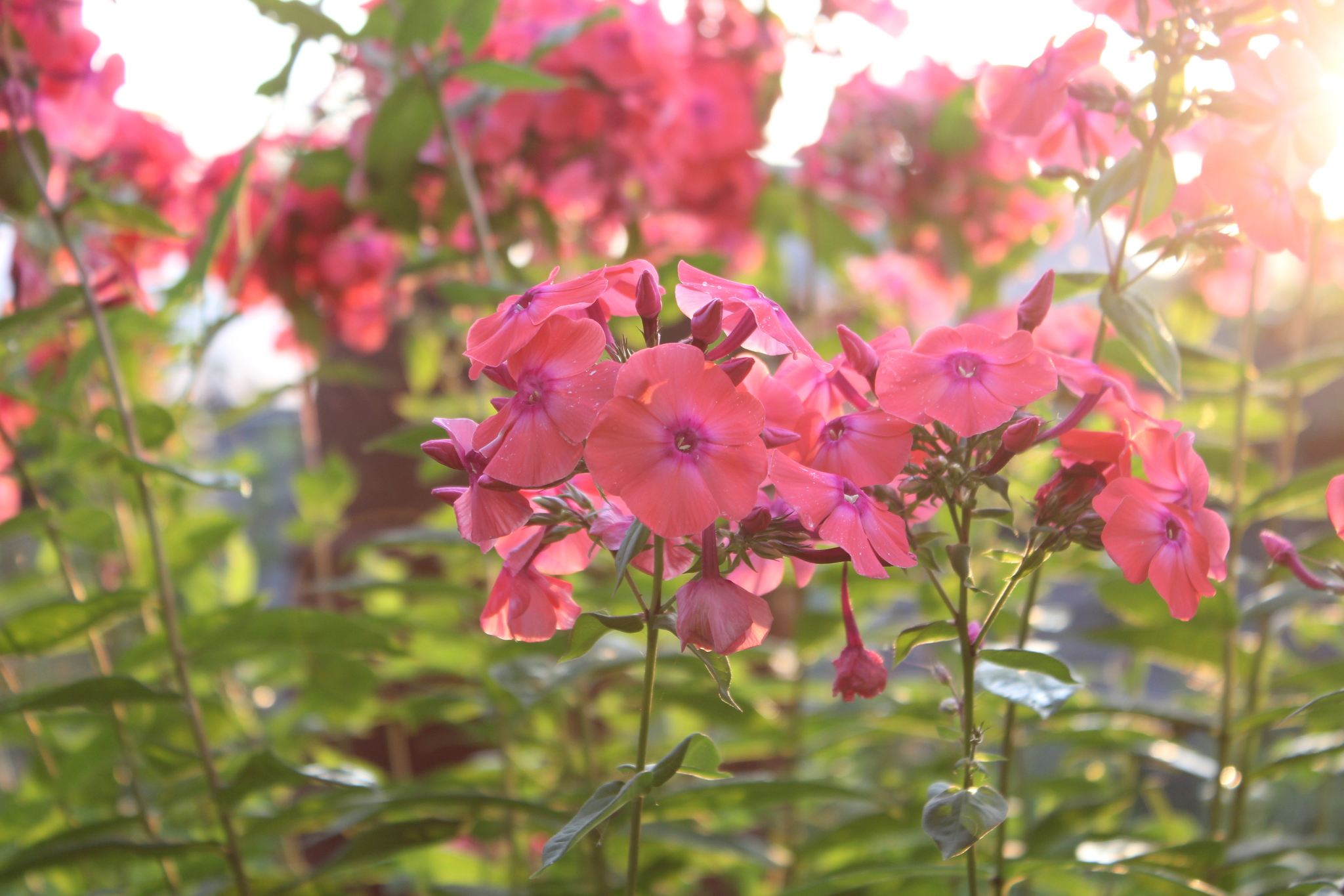 Checking the whale lens on flowers + night shooting. - My, The photo, Flowers, Canon EOS 550D, Kit 18-105, Longpost