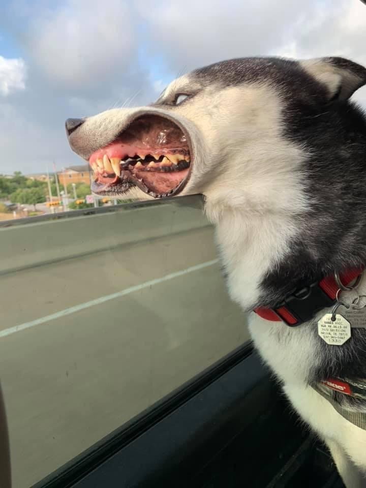 Husky rides in a car - Husky, Car, Grin, Dog, Teeth