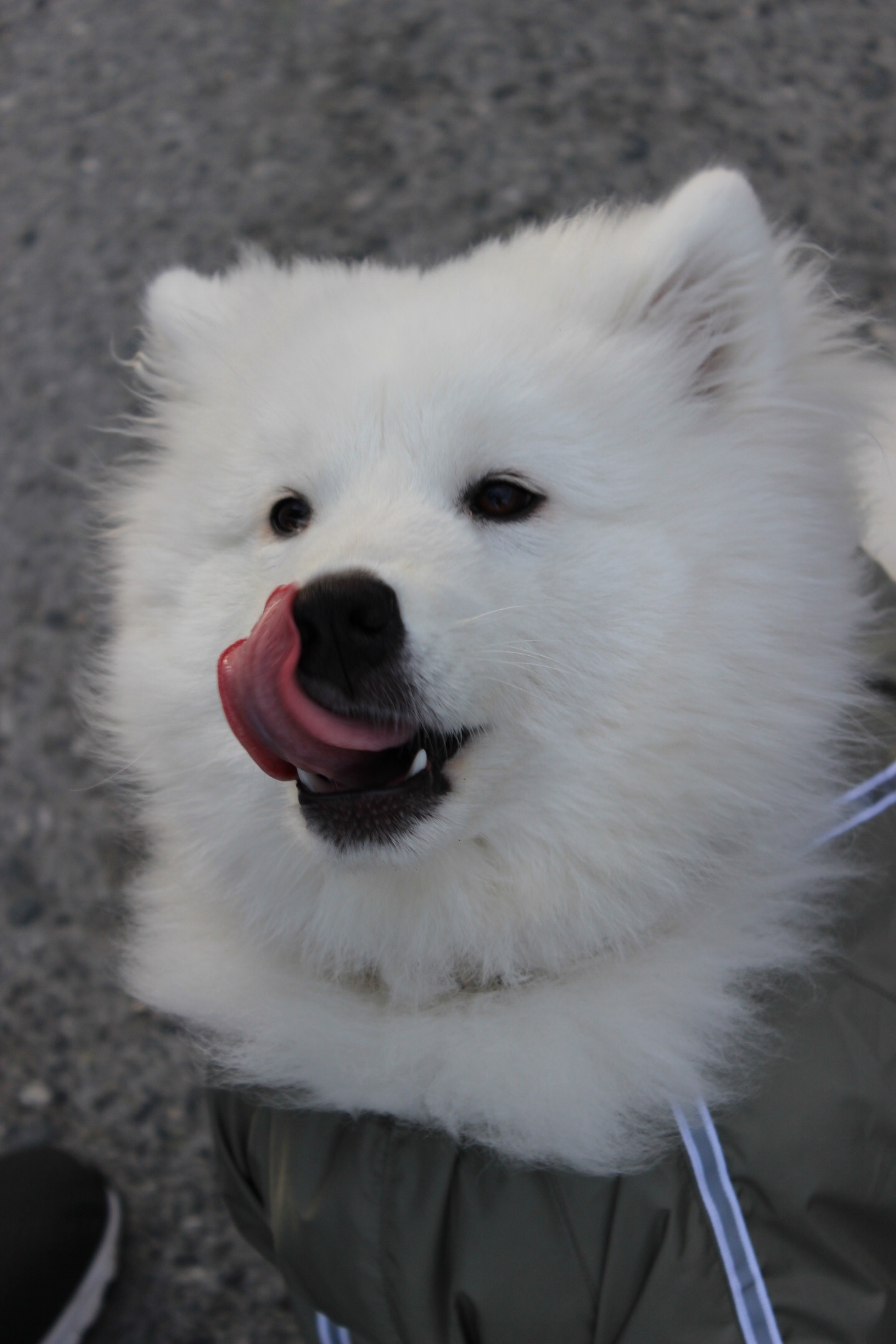 Healthy dog. Part 4. Do you trust your veterinarian? - My, Dog, Puppies, Samoyed, Longpost