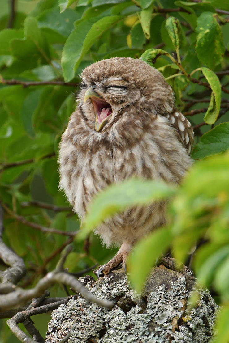 Did you sleep well today? - Owl, Yawn, Milota, Owl, Animals