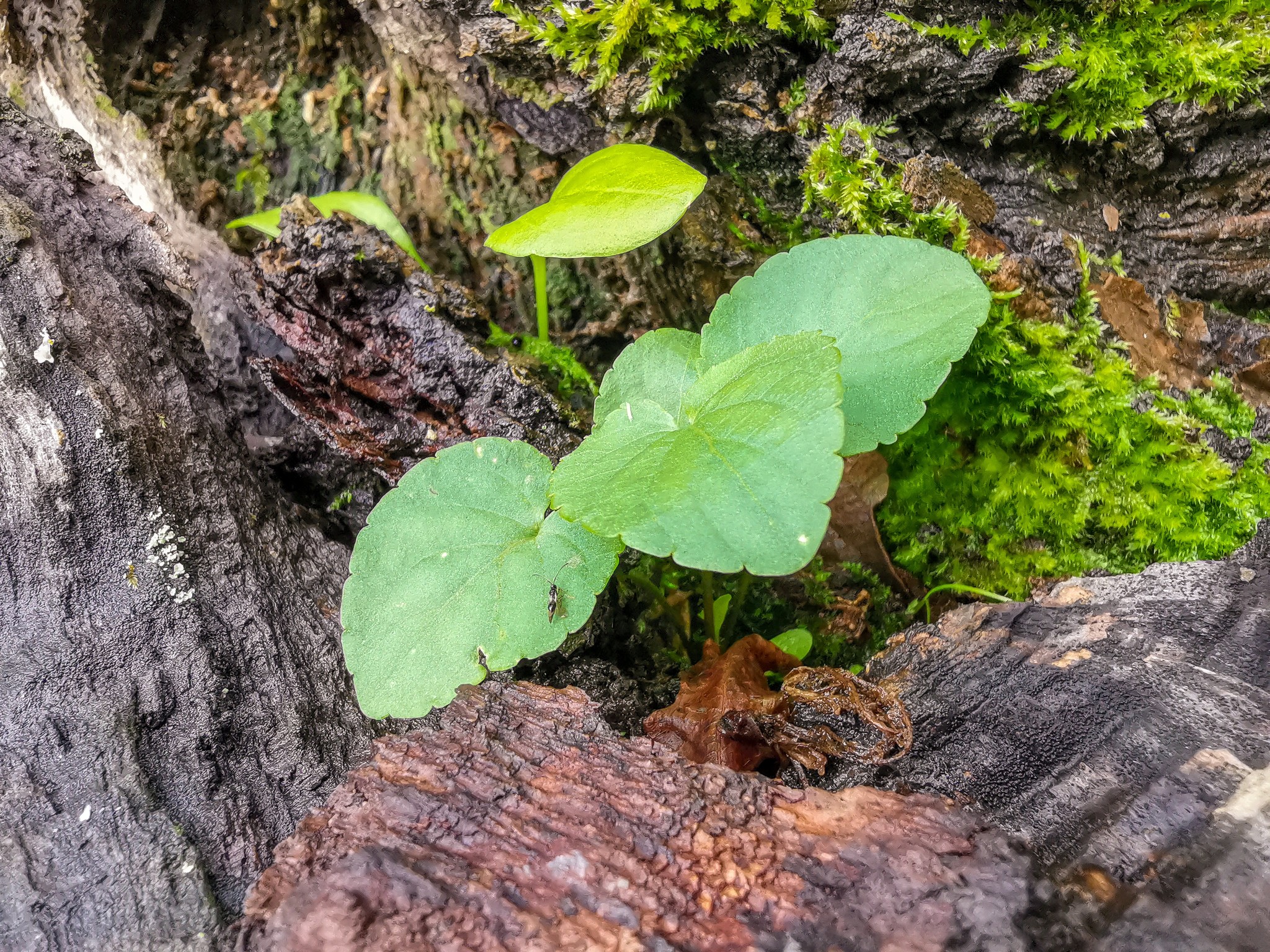 Зарисовки - Моё, Мобильная фотография, Природа, Грибы, Растения, Длиннопост, Huawei mate 20