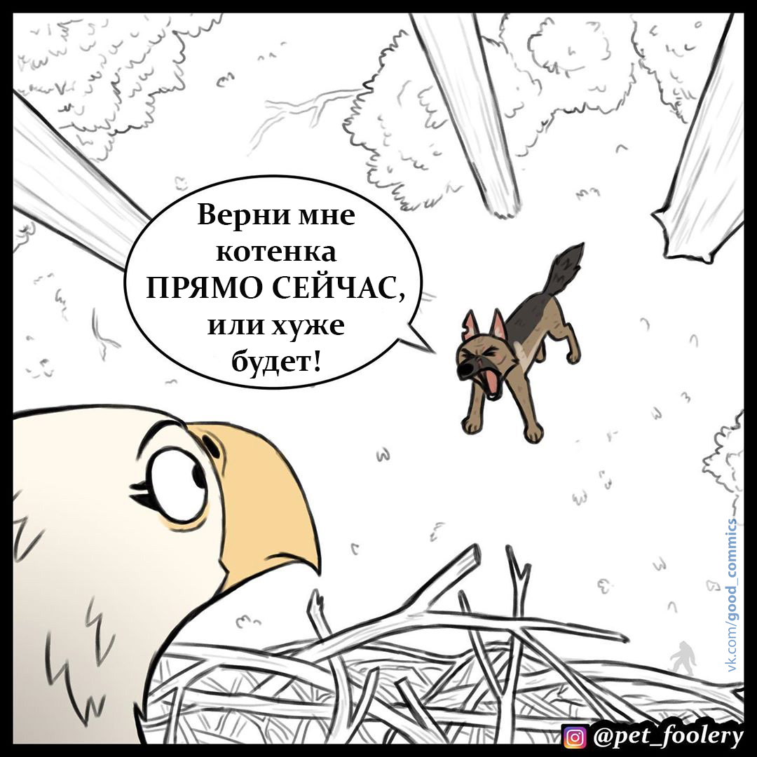 Hey bird! - Pet foolery, Brutus and Pixie, Eagle, cat, Dog, Translated by myself, Comics, Longpost