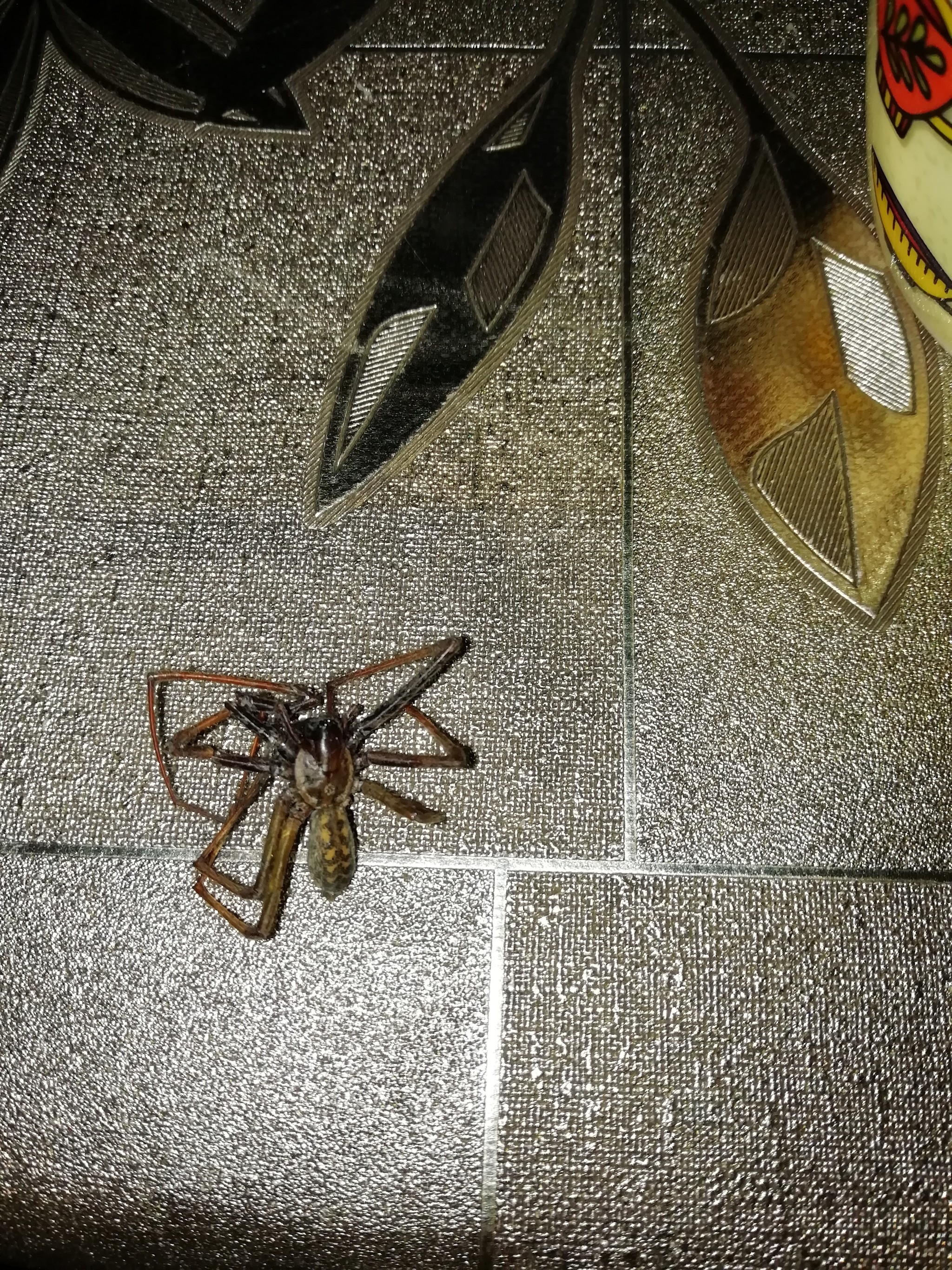 What is this pokemon!? (help identify) - My, Spider, Identification, Help