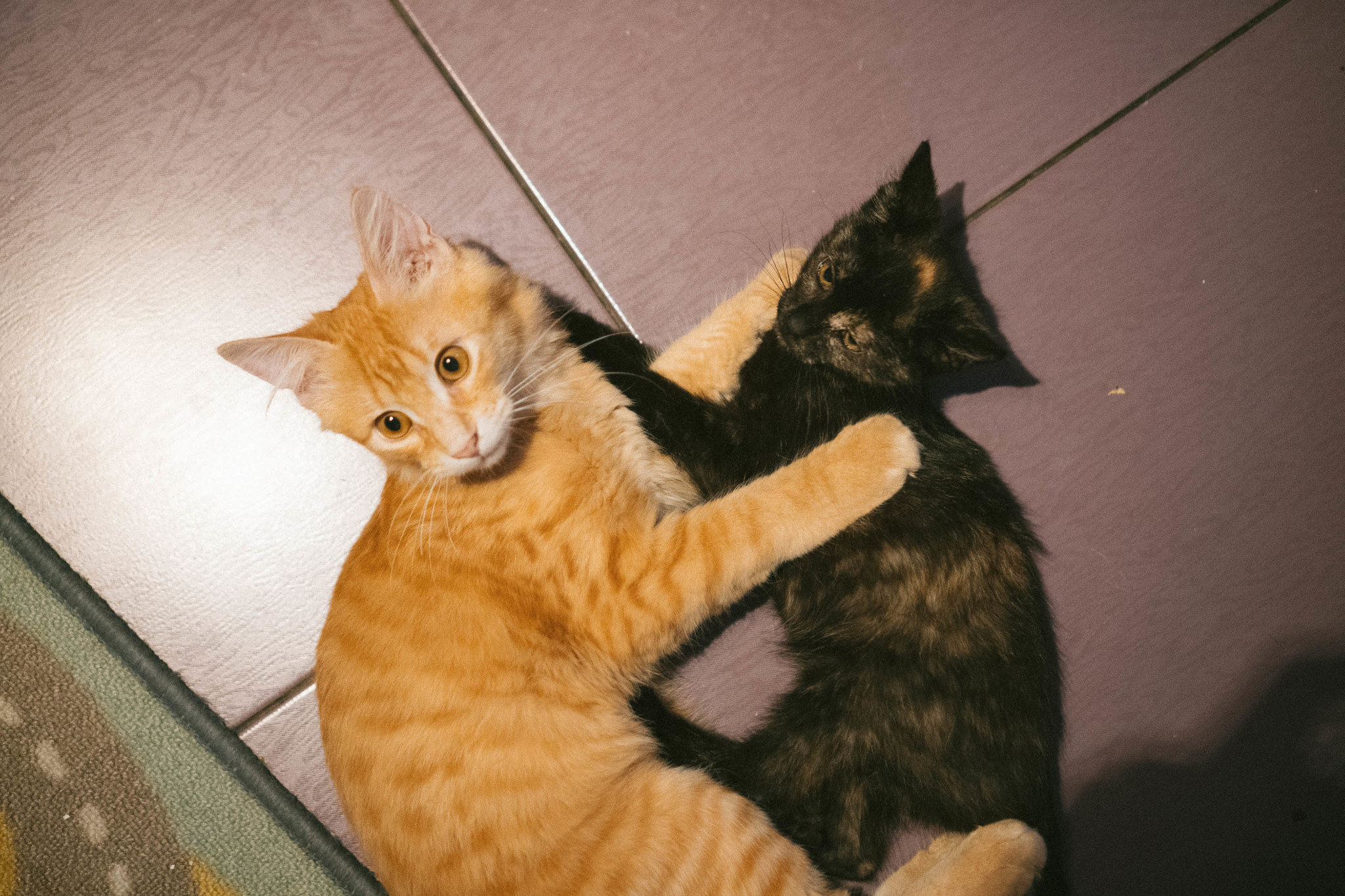 Кот с поджатыми ушами. Кошка поворачивается. Кот сзади. Смешные картинки с котами. Коты вид сзади.