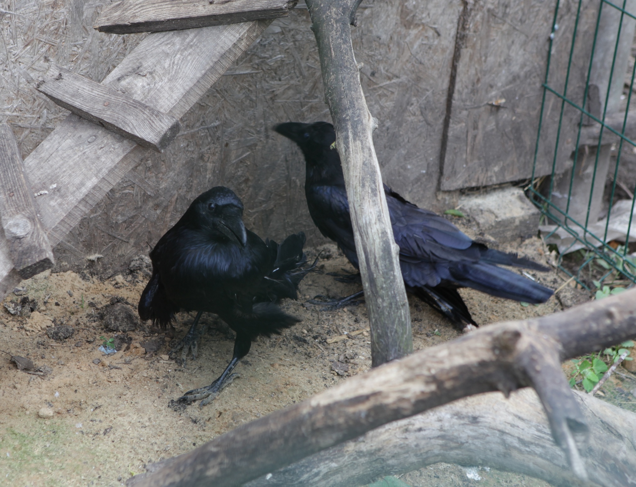 Bird shelter Wings of the World - My, Birds, Shelter, Crow, Stork, Longpost