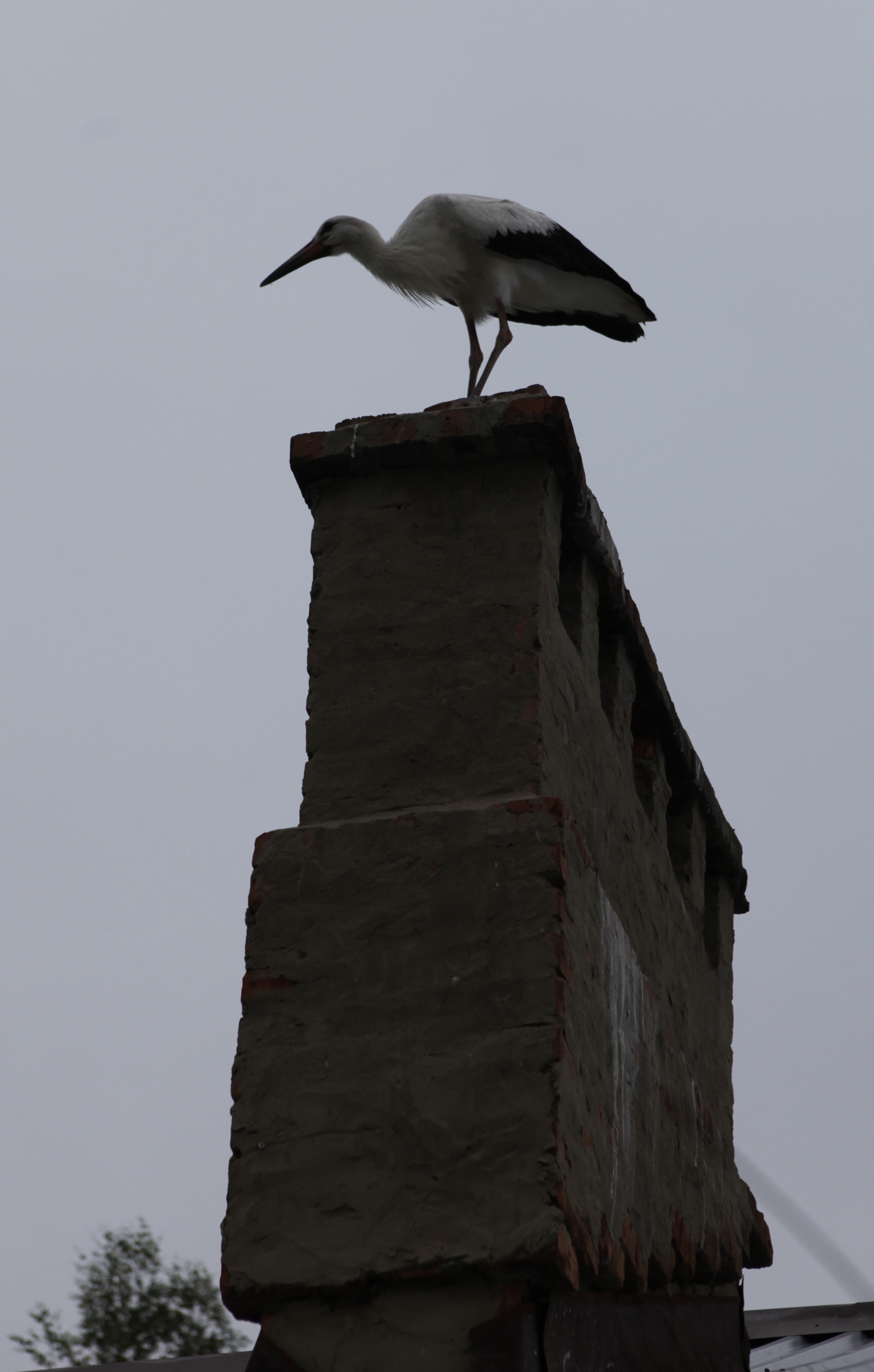 Bird shelter Wings of the World - My, Birds, Shelter, Crow, Stork, Longpost