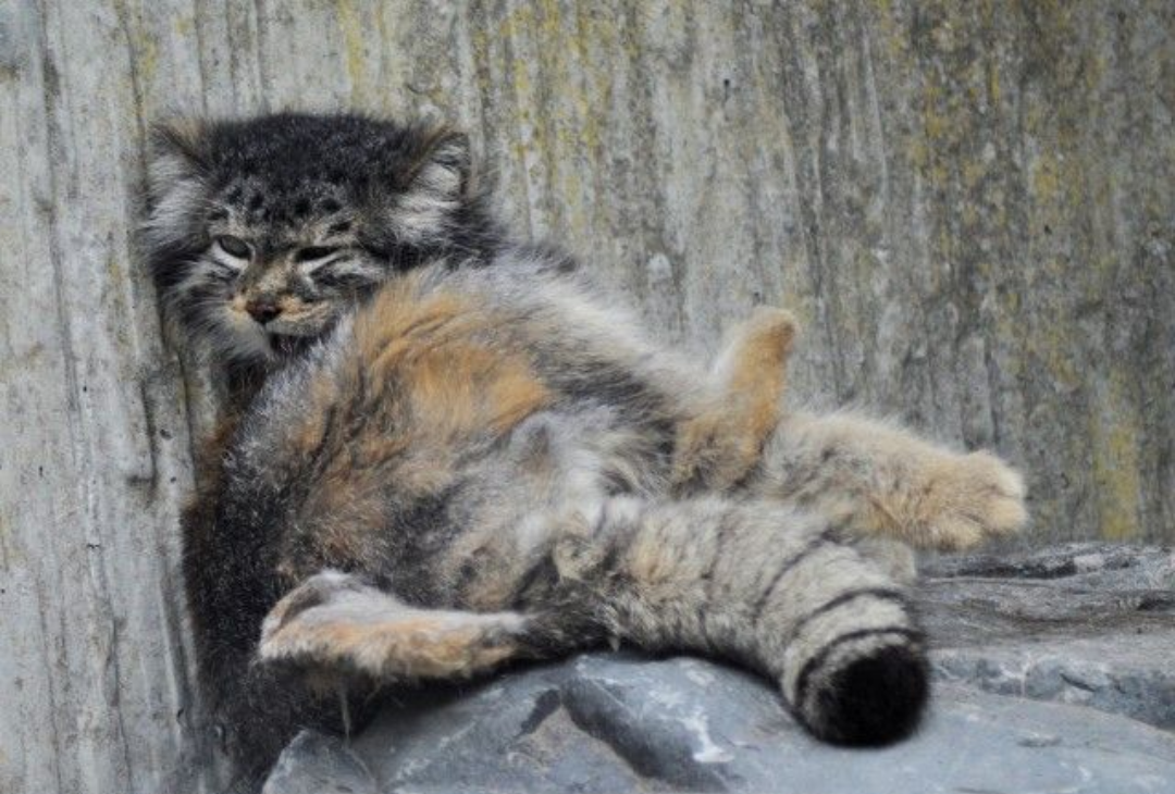 Manuly - Pallas' cat, cat, Animals