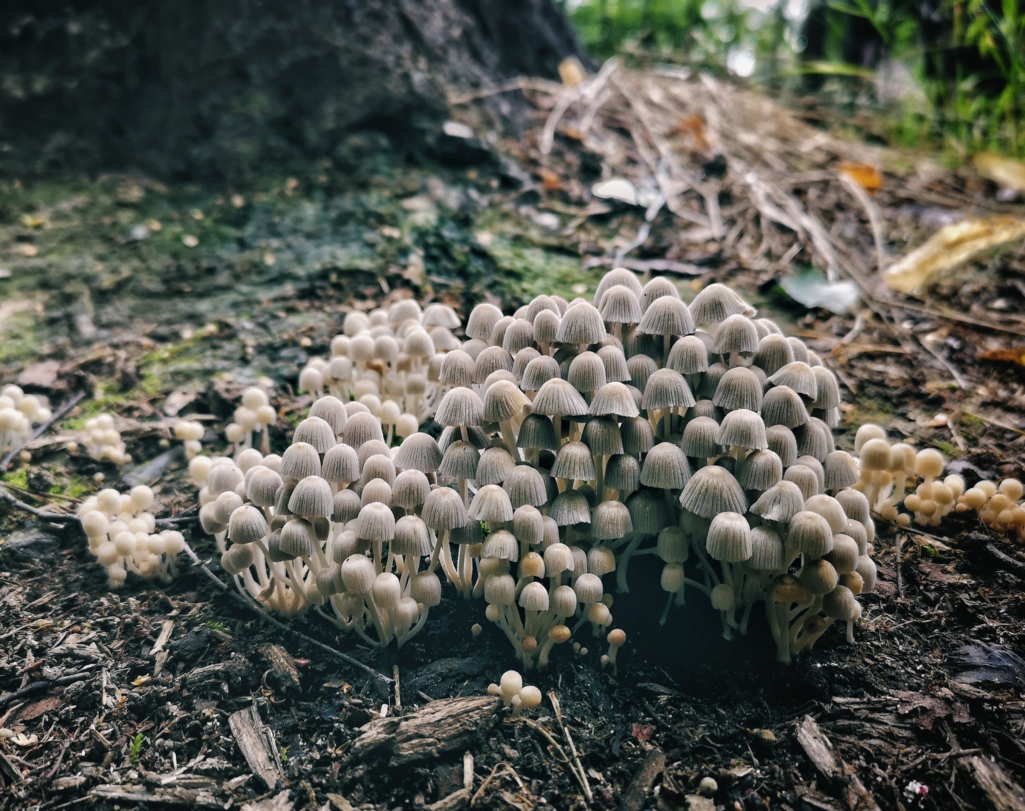 Nature frames part 2 - My, Nature, Forest, Dog, Birds, Insects, Landscape, Longpost