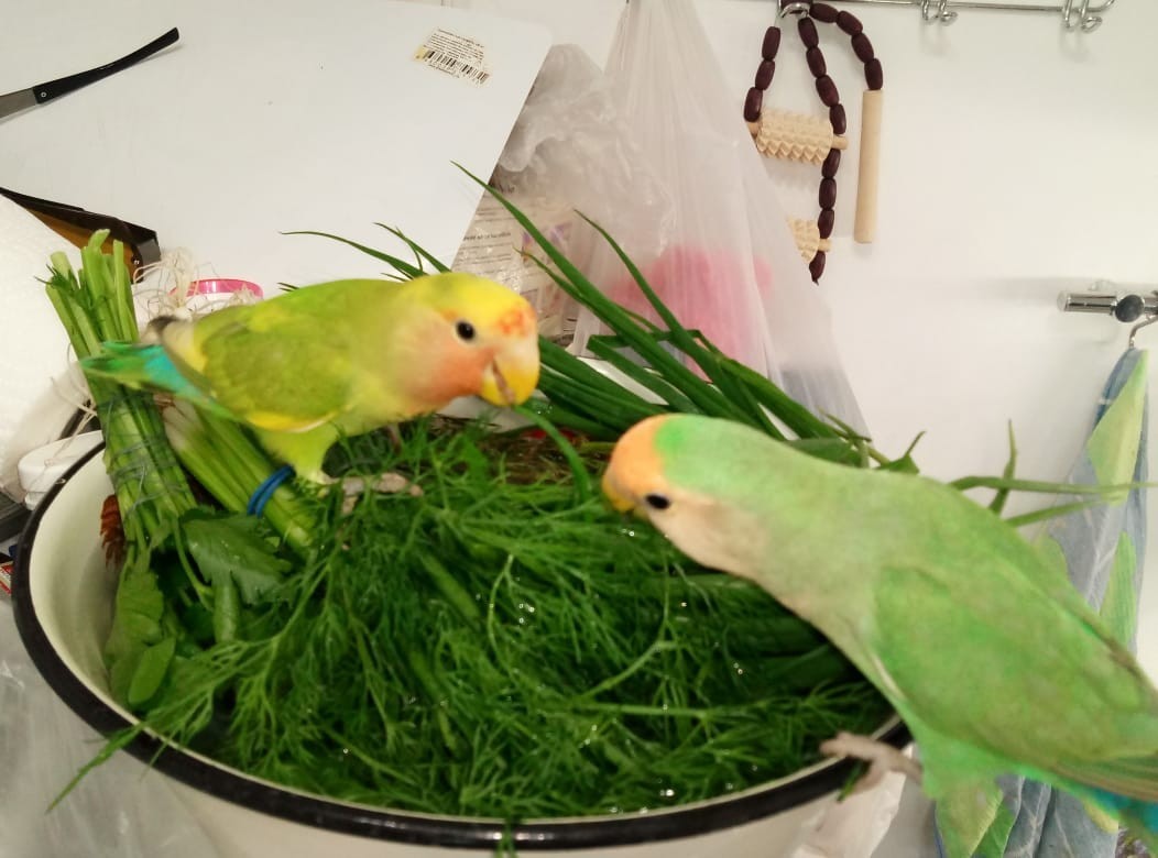 My savages are dirty deeds - My, Lovebirds, , A parrot, Video, Longpost