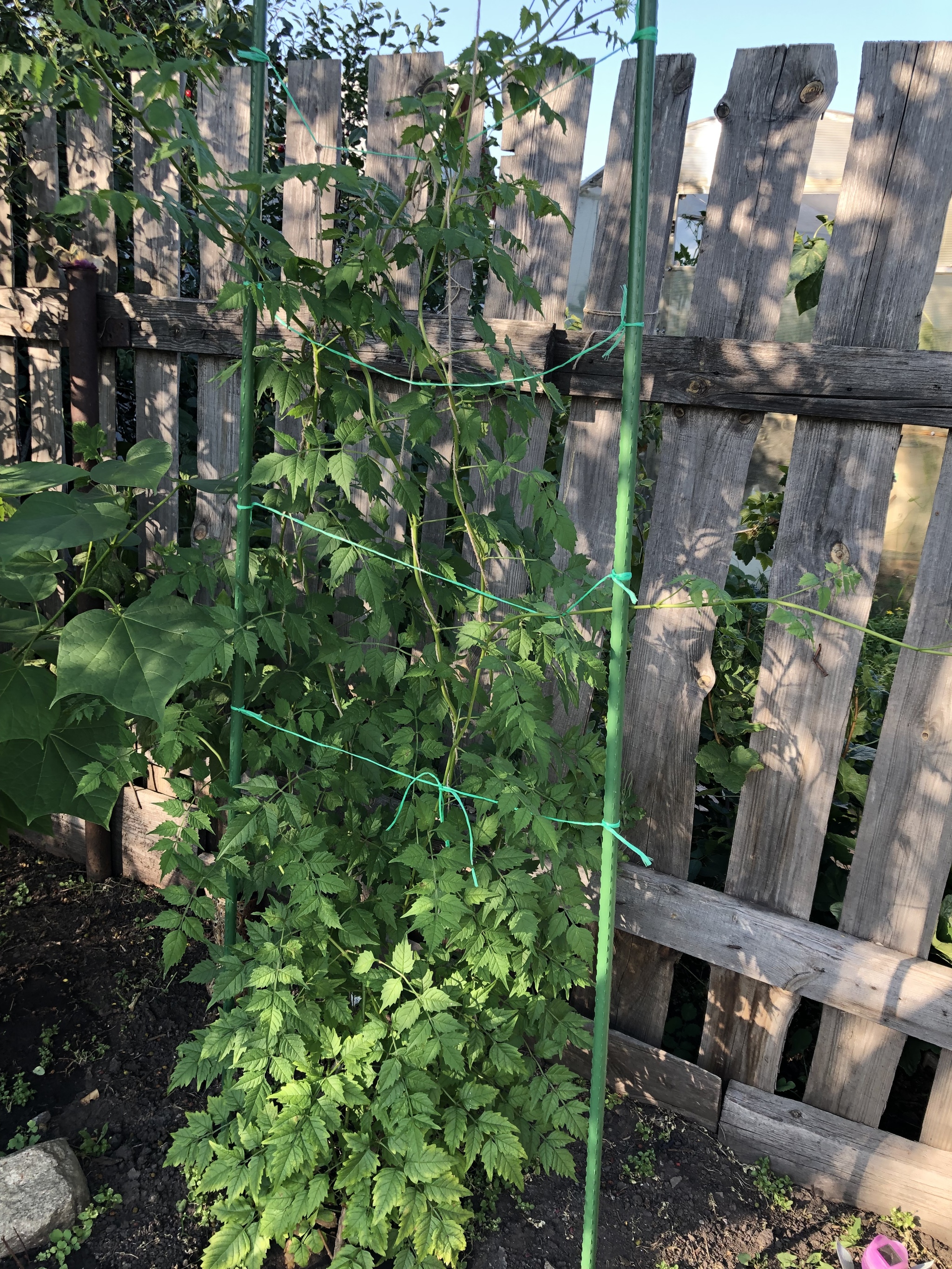 Campsis in the southern Urals - My, Campsis, Plants, Hedge, Middle band, Ural, Southern Urals, Trans-Urals, Mound, Longpost