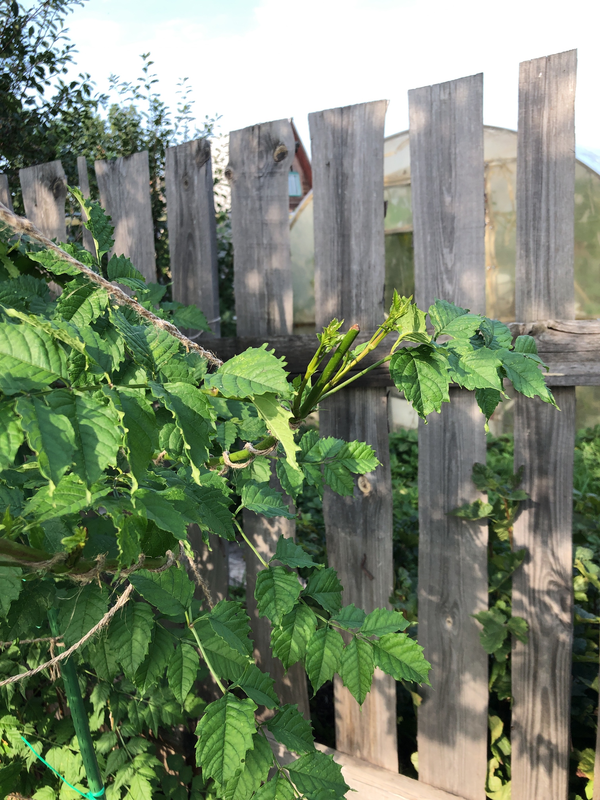 Campsis in the southern Urals - My, Campsis, Plants, Hedge, Middle band, Ural, Southern Urals, Trans-Urals, Mound, Longpost