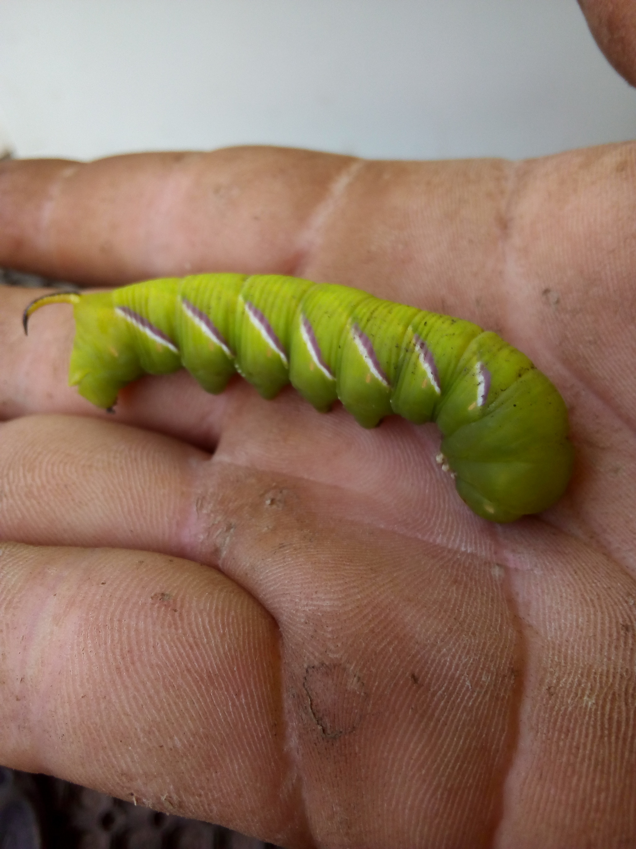 What kind of beast? - My, Caterpillar, Big, Longpost