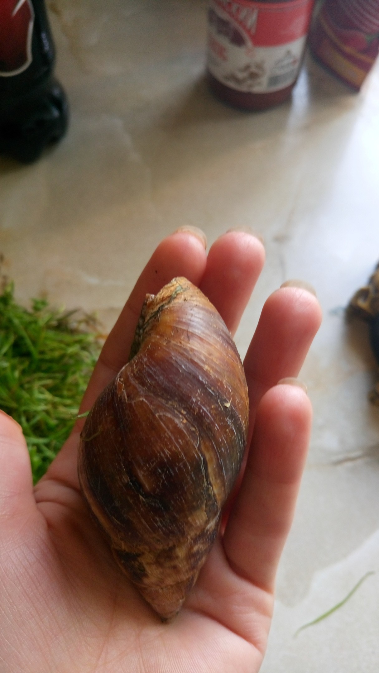 Help identify the animal! - Snail, Help me find, Thrown out, Achatina, Longpost