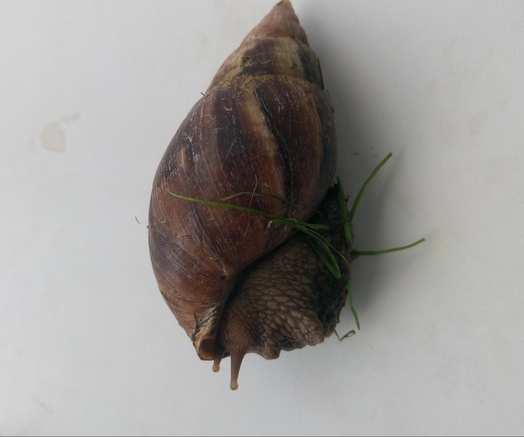 Help identify the animal! - Snail, Help me find, Thrown out, Achatina, Longpost