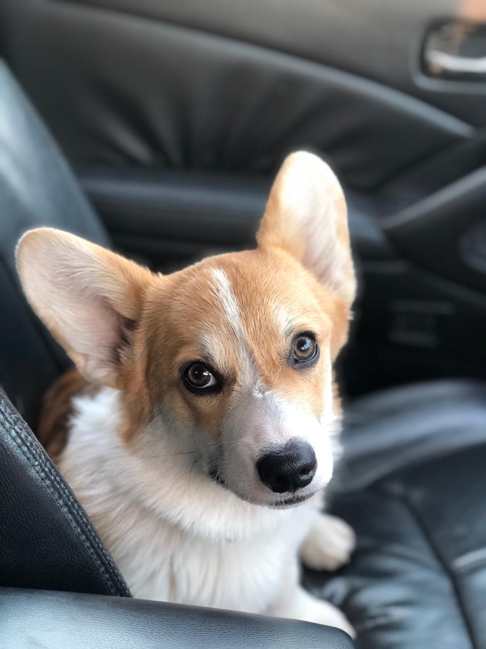 Teddy 5 months - My, Corgi, , Dog, Pets, Friend of human, Longpost, Welsh corgi pembroke